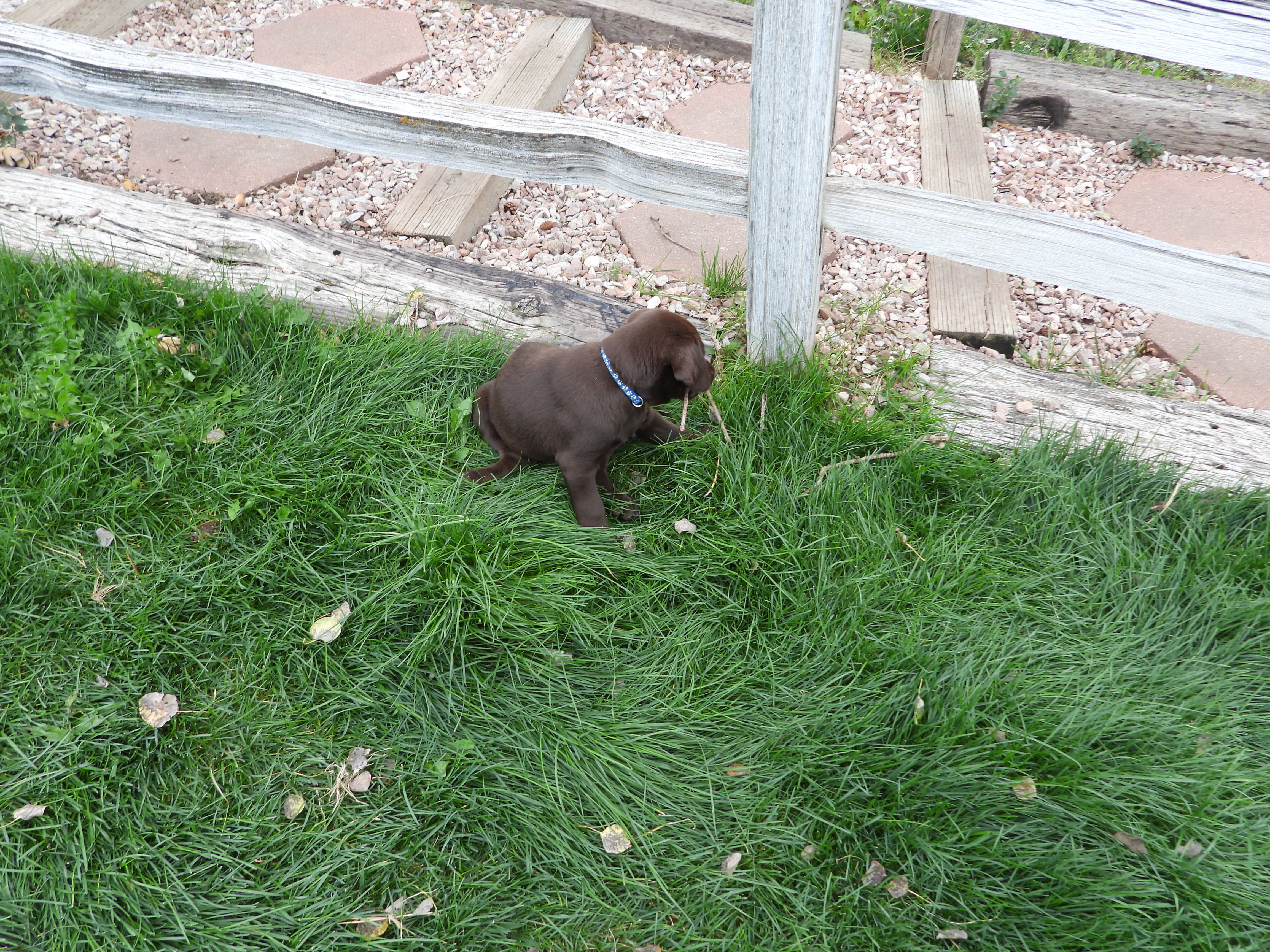Chocolate Lab Puppies image 2
