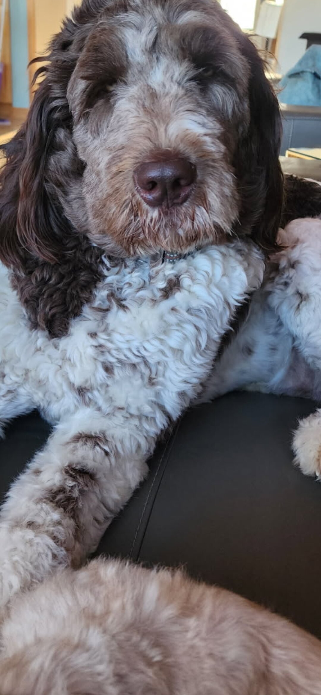 Newfypoo female image 2
