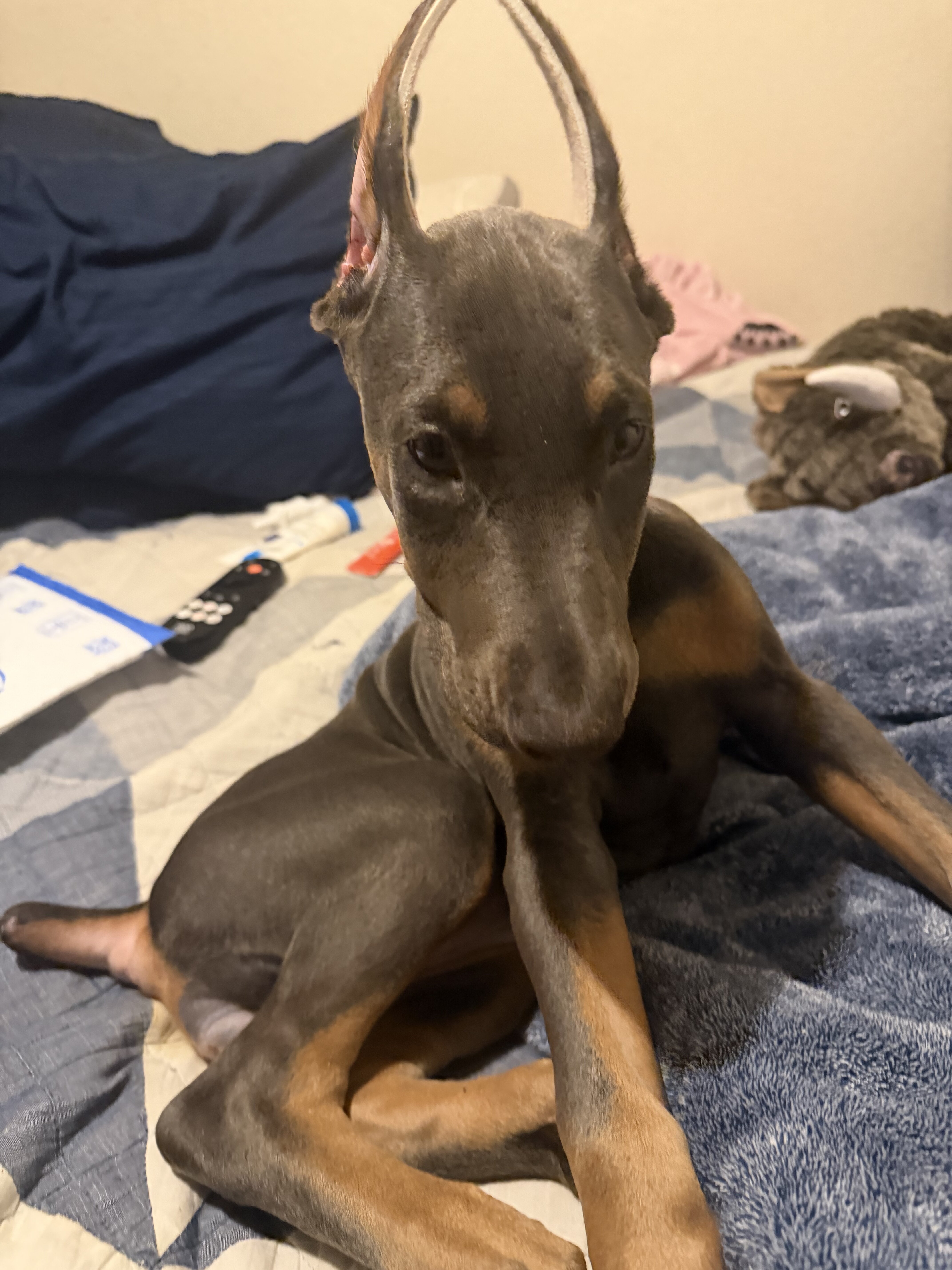 Doberman Puppies Looking for Forever Homes 🐾 image 1