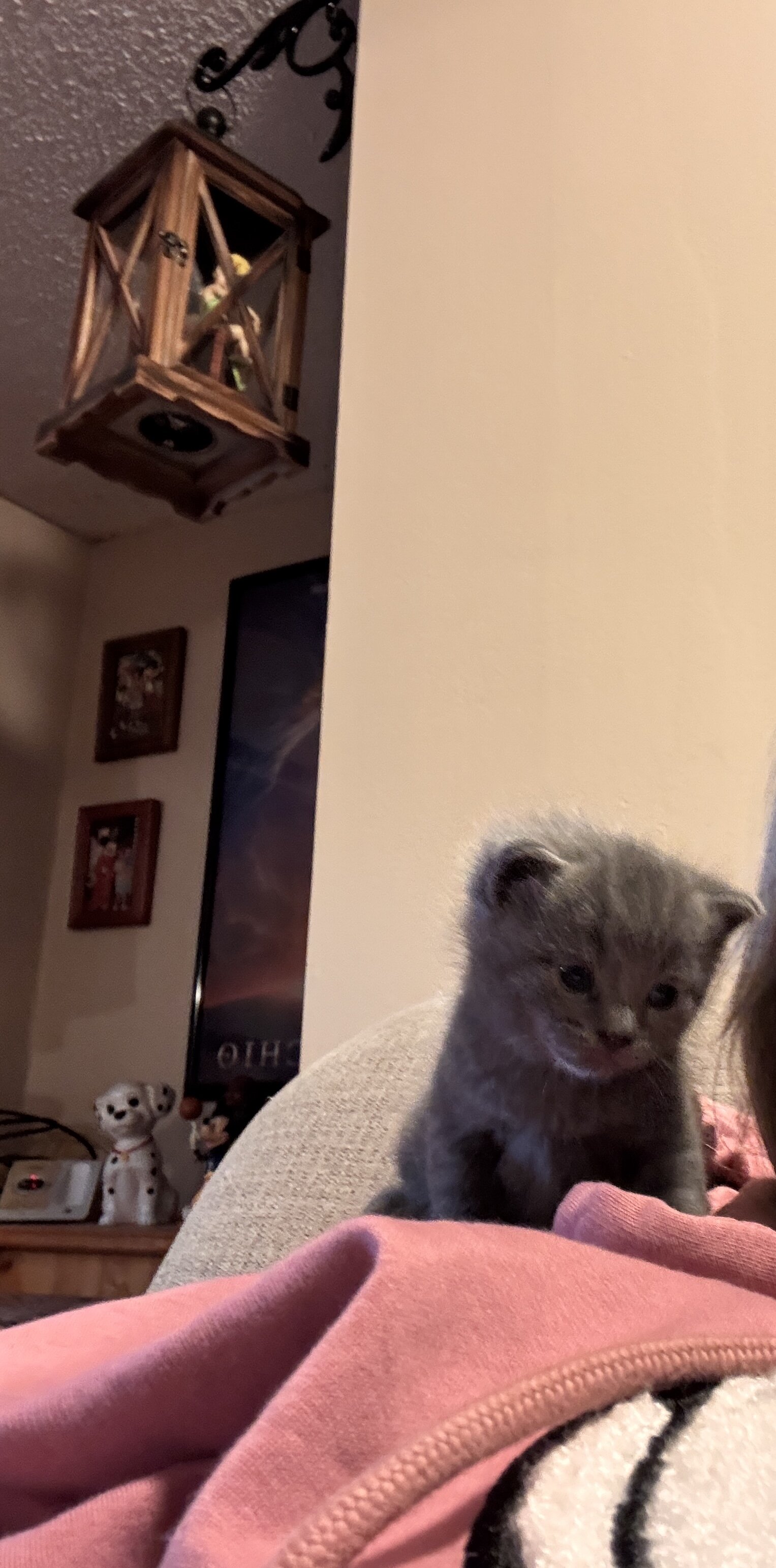 Scottish straight kitten image 7
