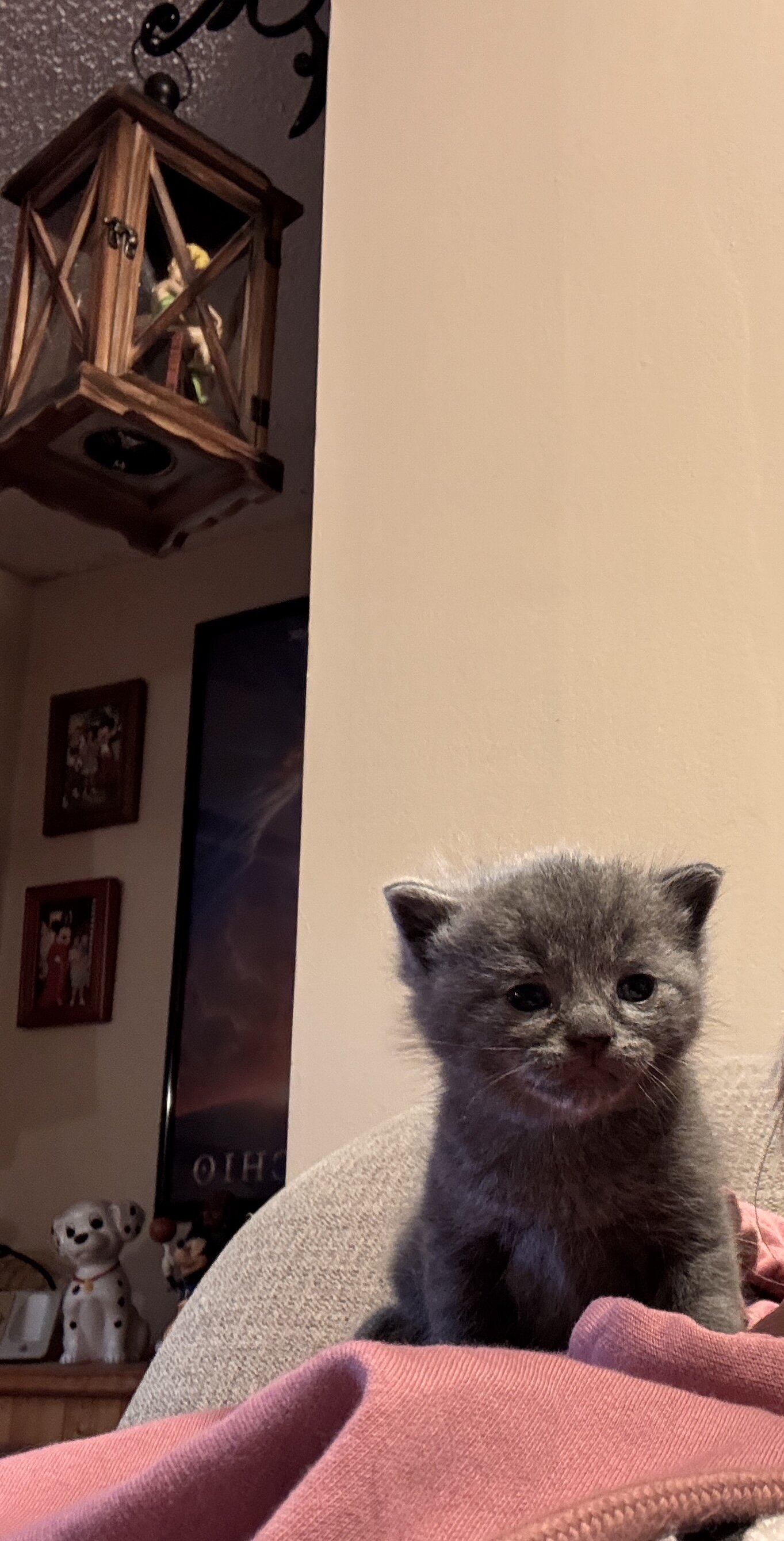 Scottish straight kitten image 6