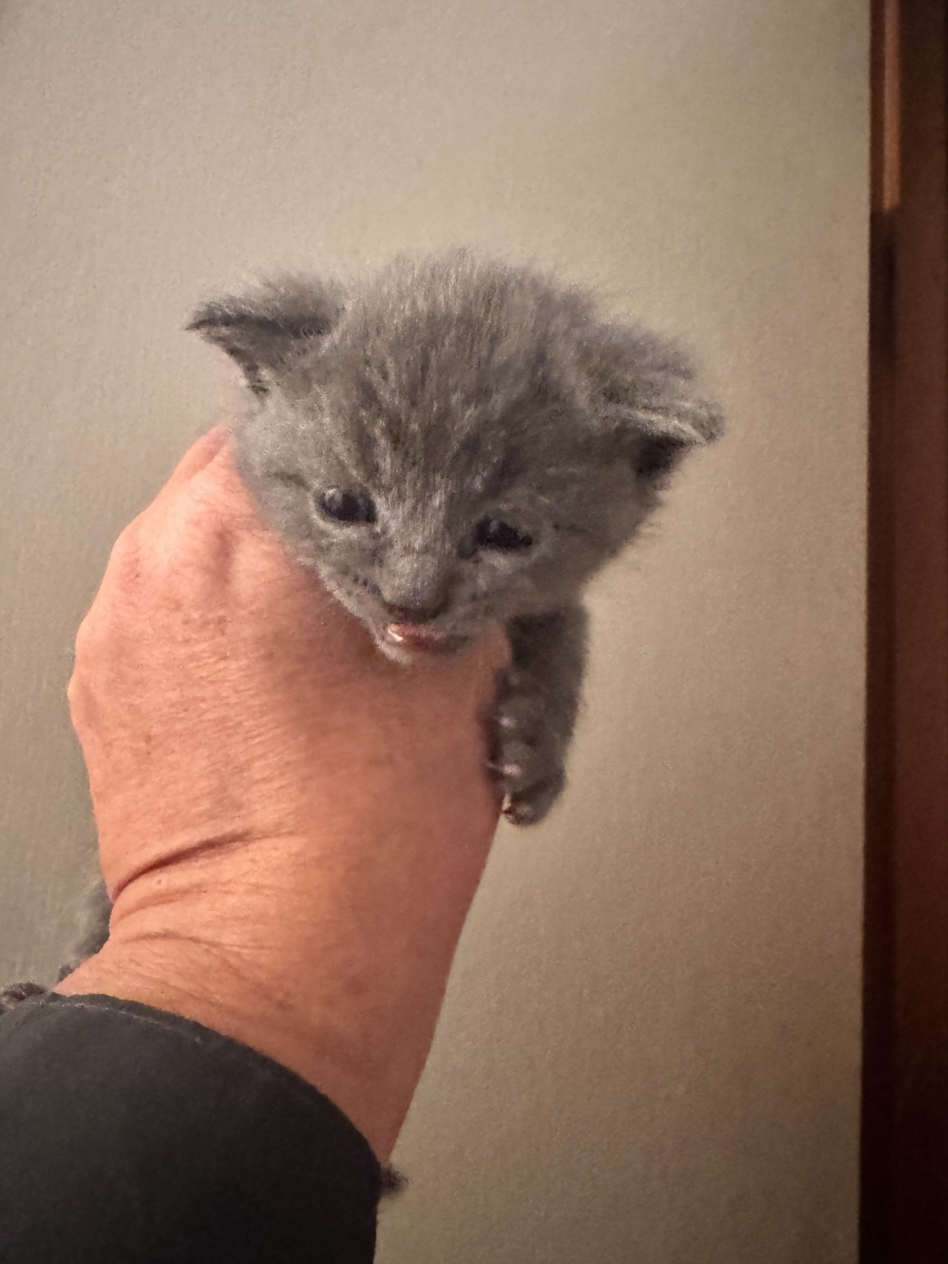 Scottish straight kitten image 5