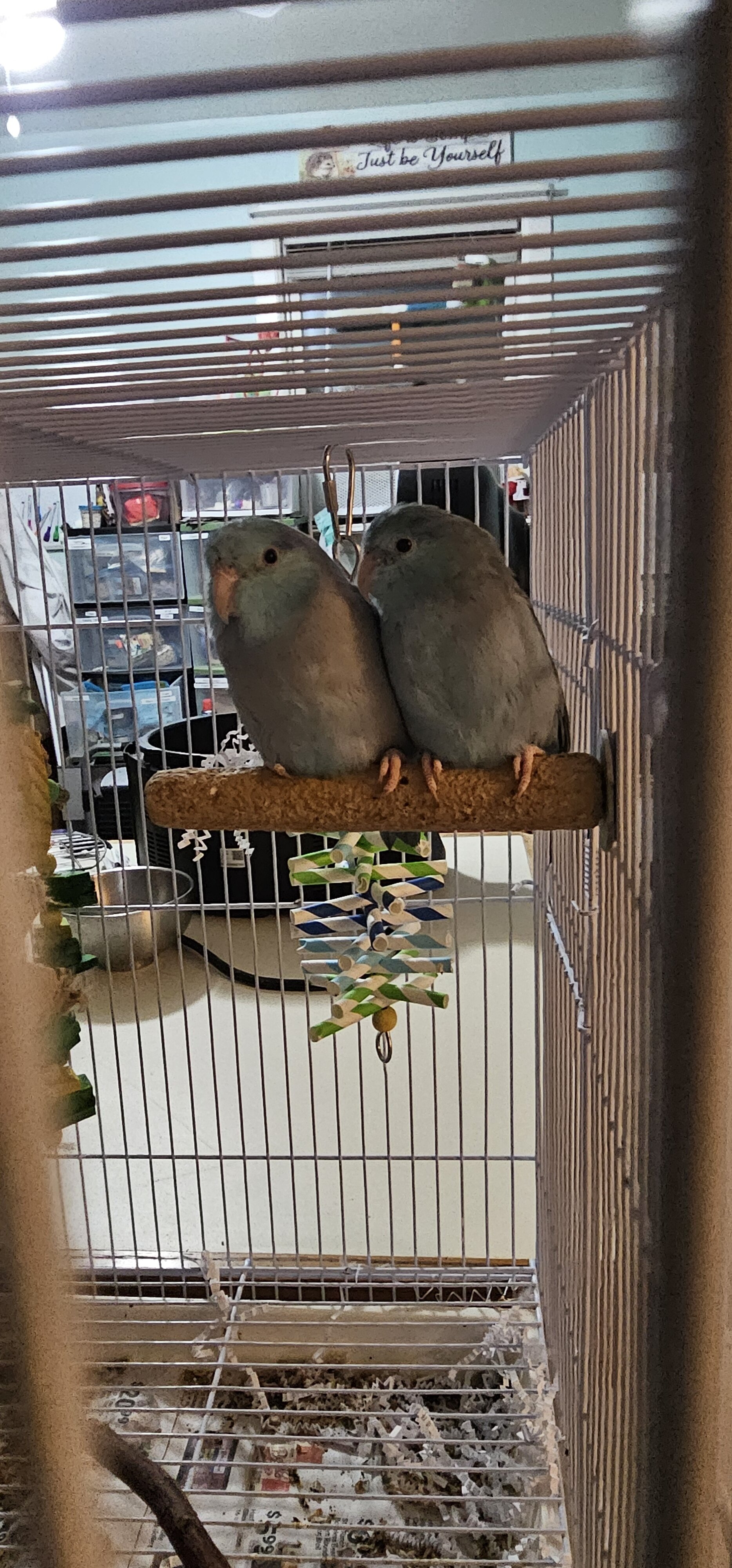 Pacific Parrotlet image 4