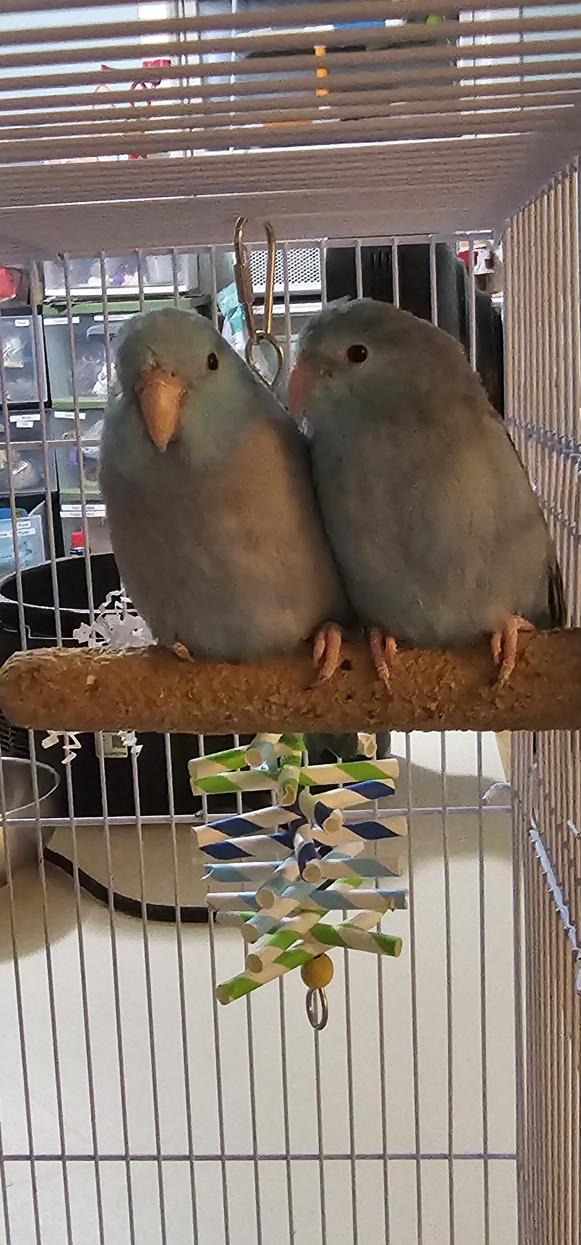 Pacific Parrotlet image 3