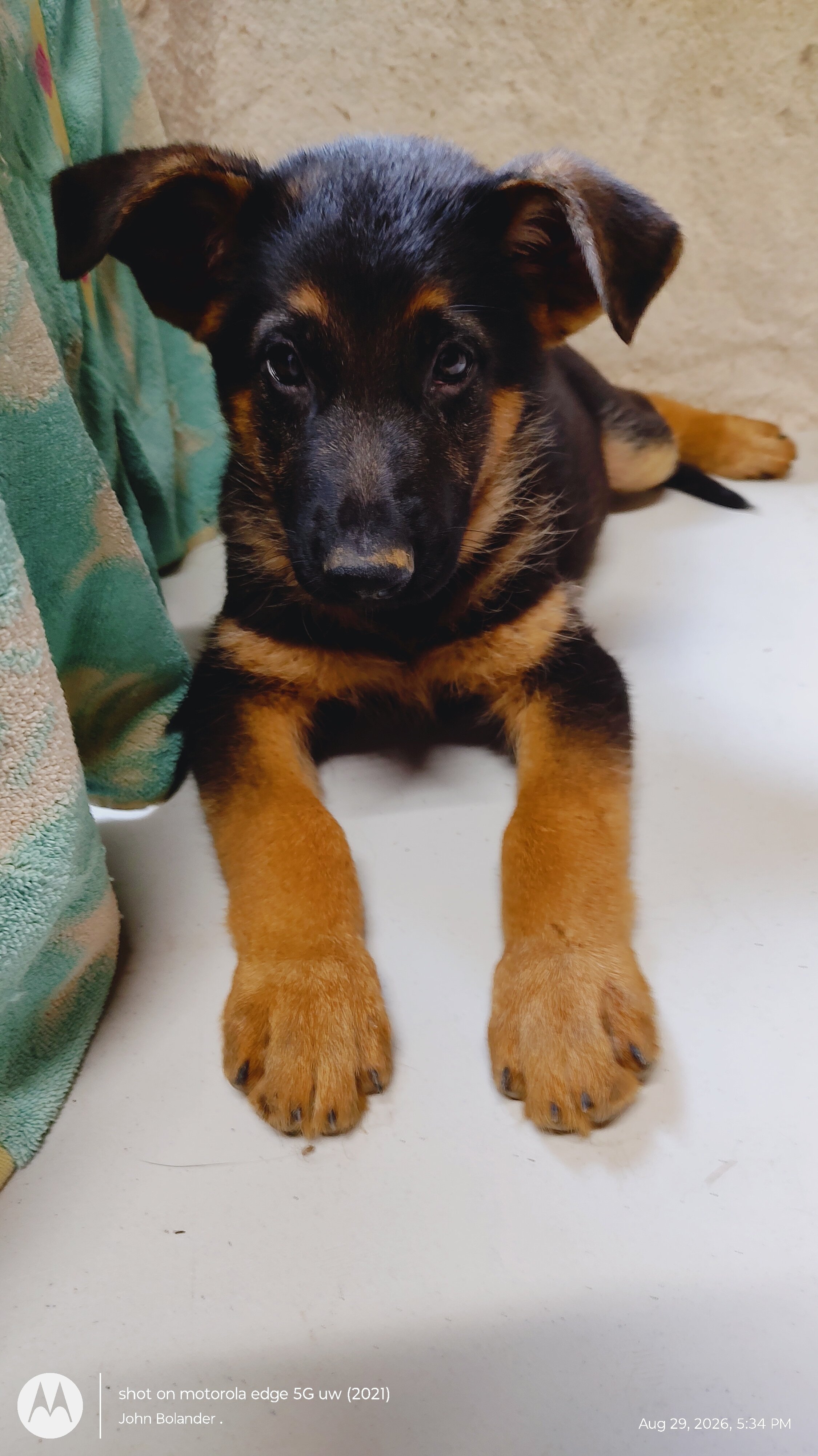 AKC German Shepherd puppies image 1