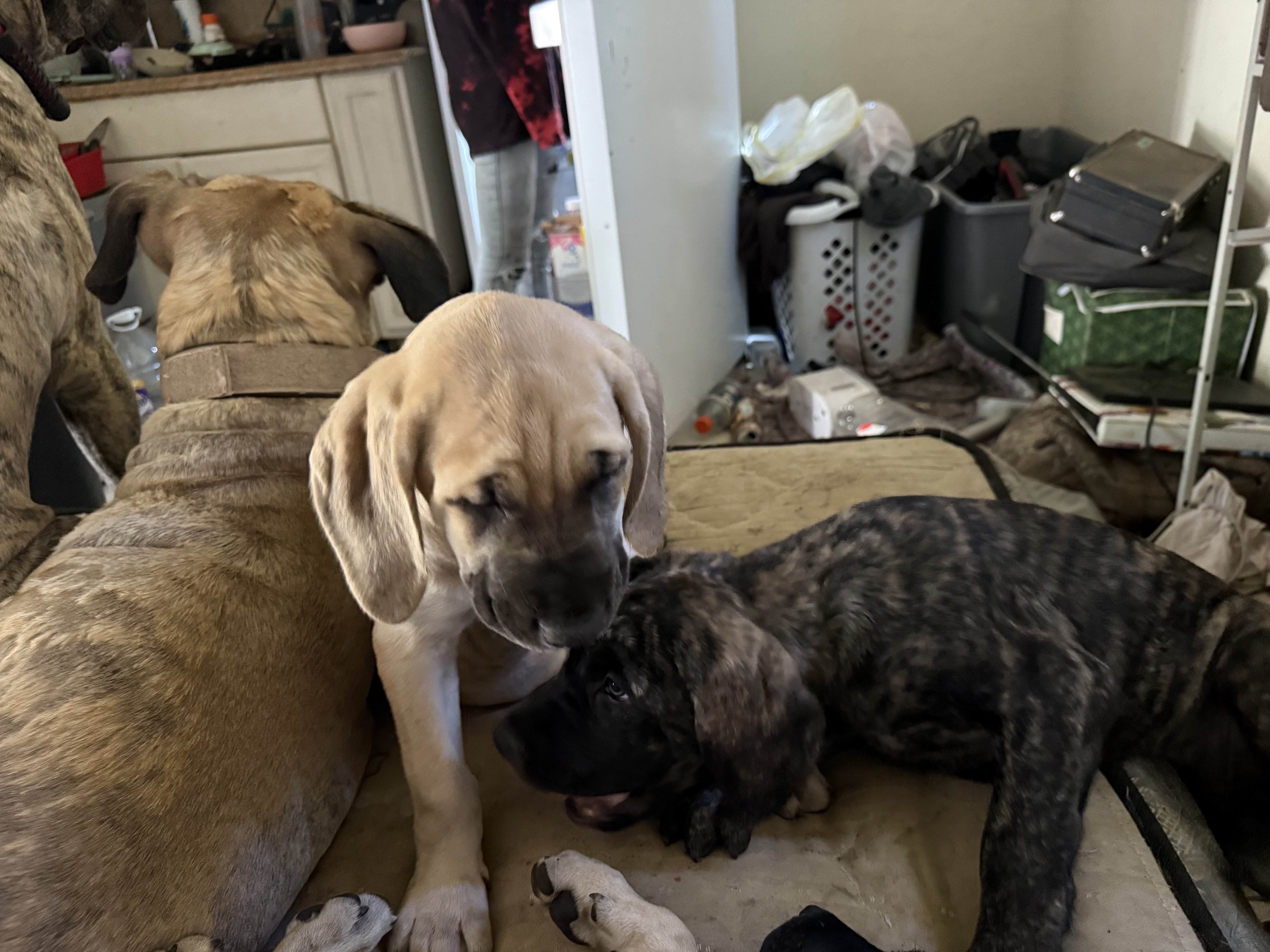 puppies image 1