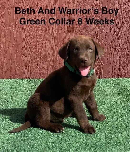 AKC Chocolate Labrador Puppies image 1