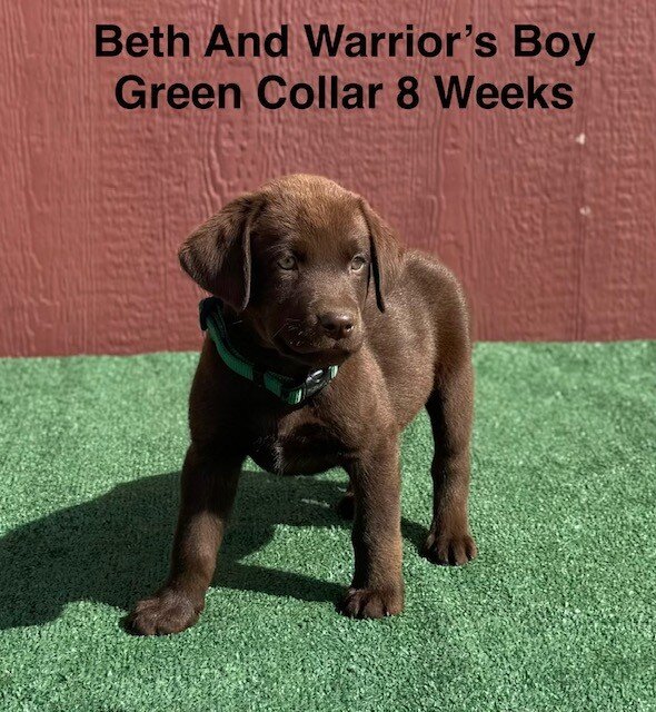AKC Chocolate Labrador Puppies image 2