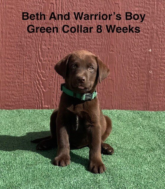 AKC Chocolate Labrador Puppies image 3