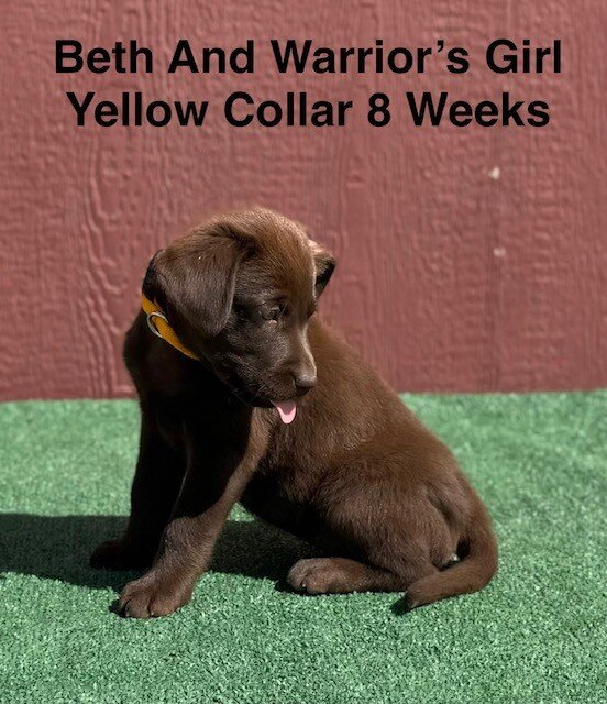 AKC Chocolate Labrador Puppies image 5