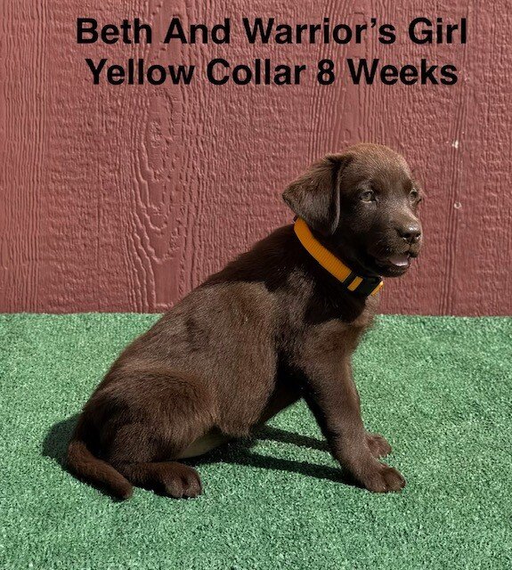 AKC Chocolate Labrador Puppies image 6