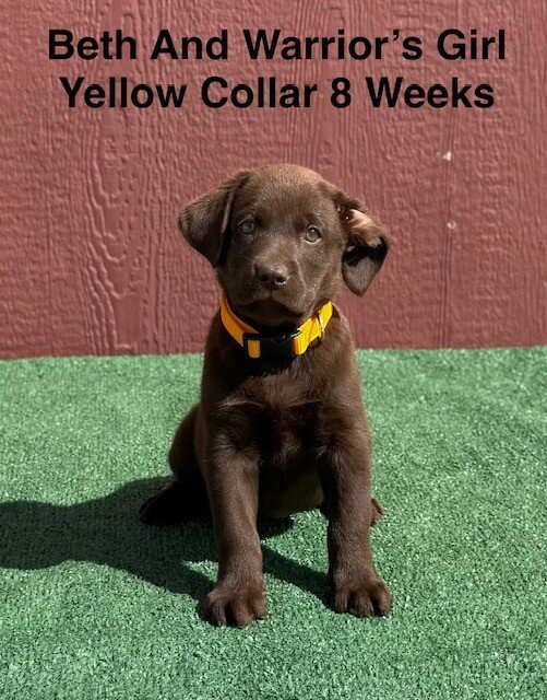 AKC Chocolate Labrador Puppies image 4