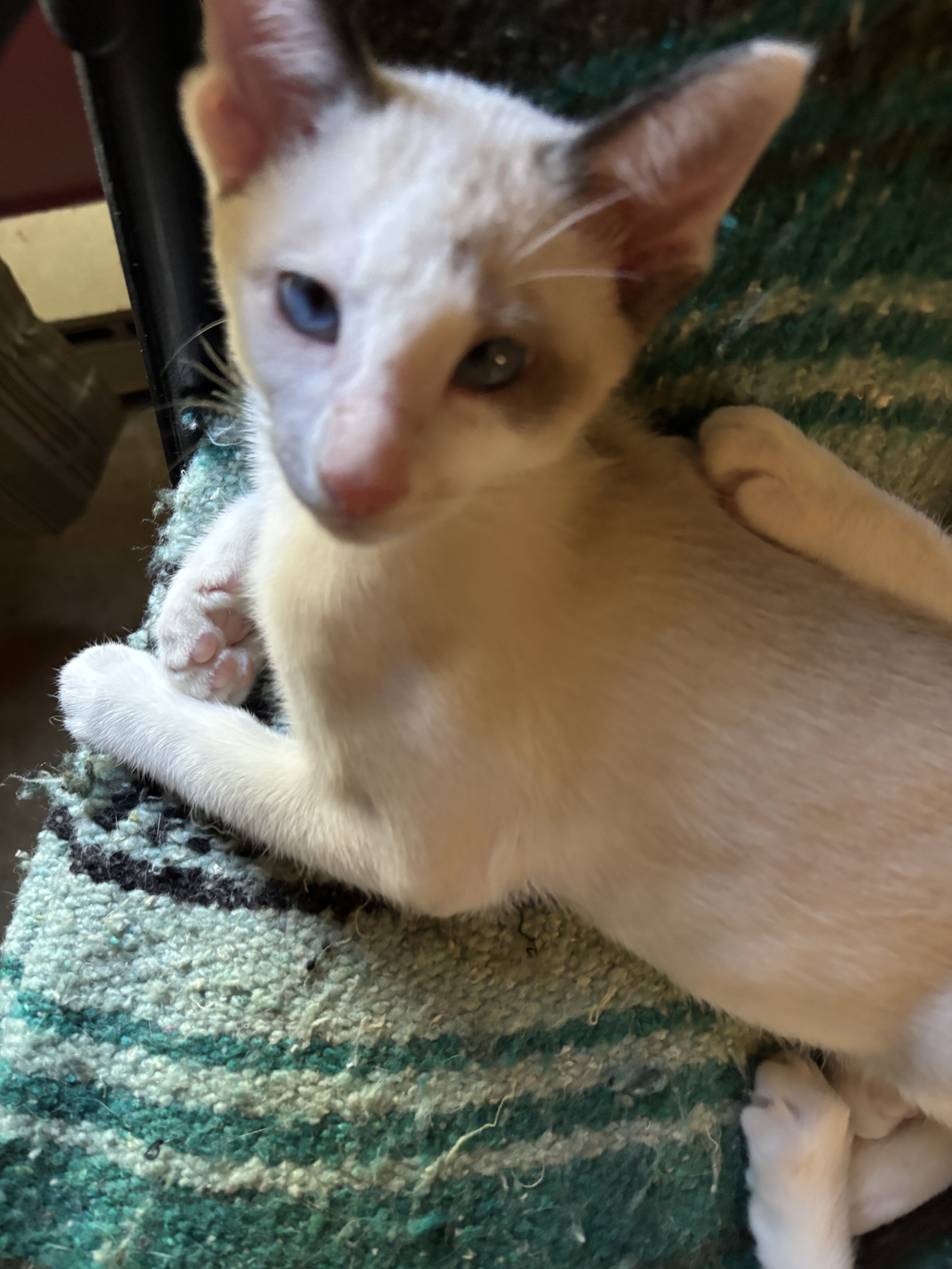 Harmony Grace Snowshoe Siamese image 2