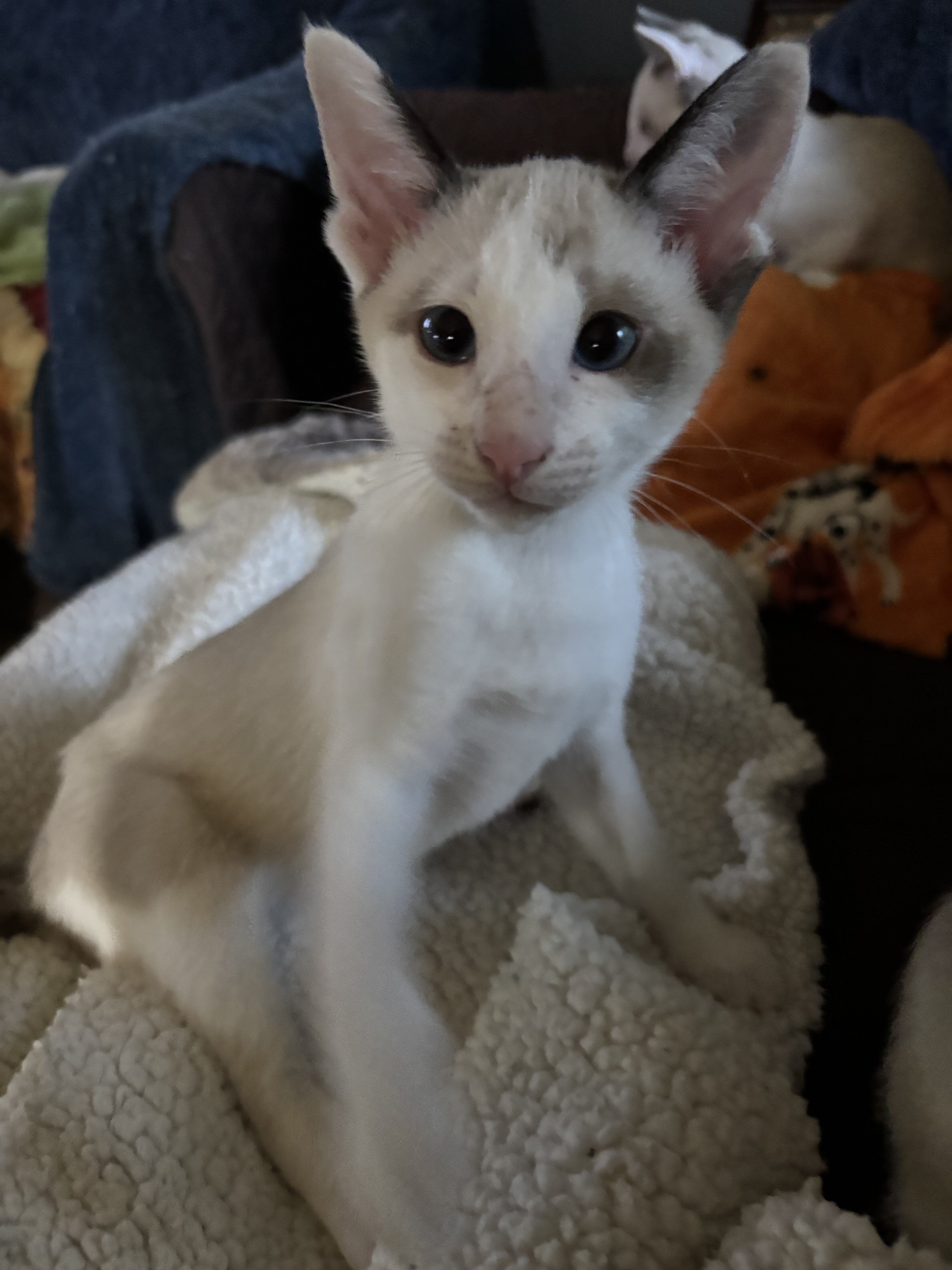 Harmony Grace Snowshoe Siamese image 1