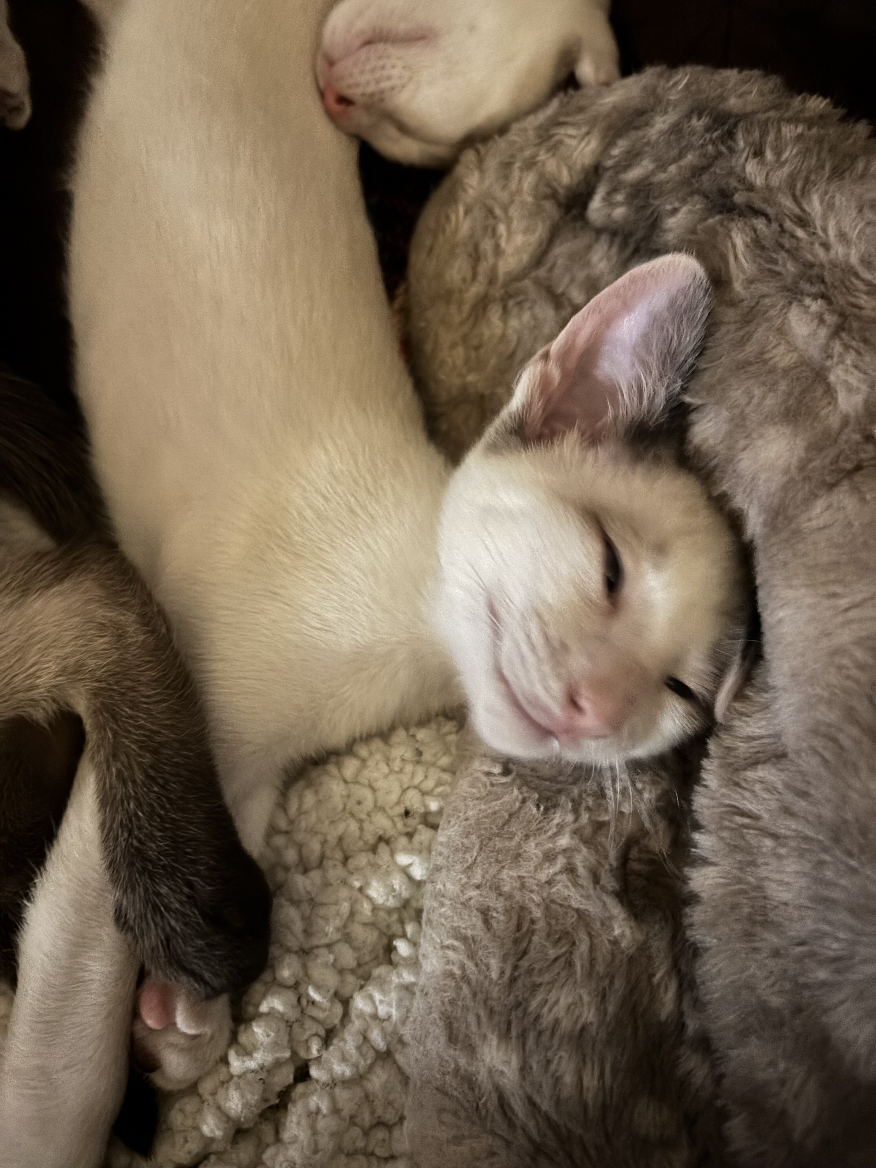 Harmony Grace Snowshoe Siamese image 5