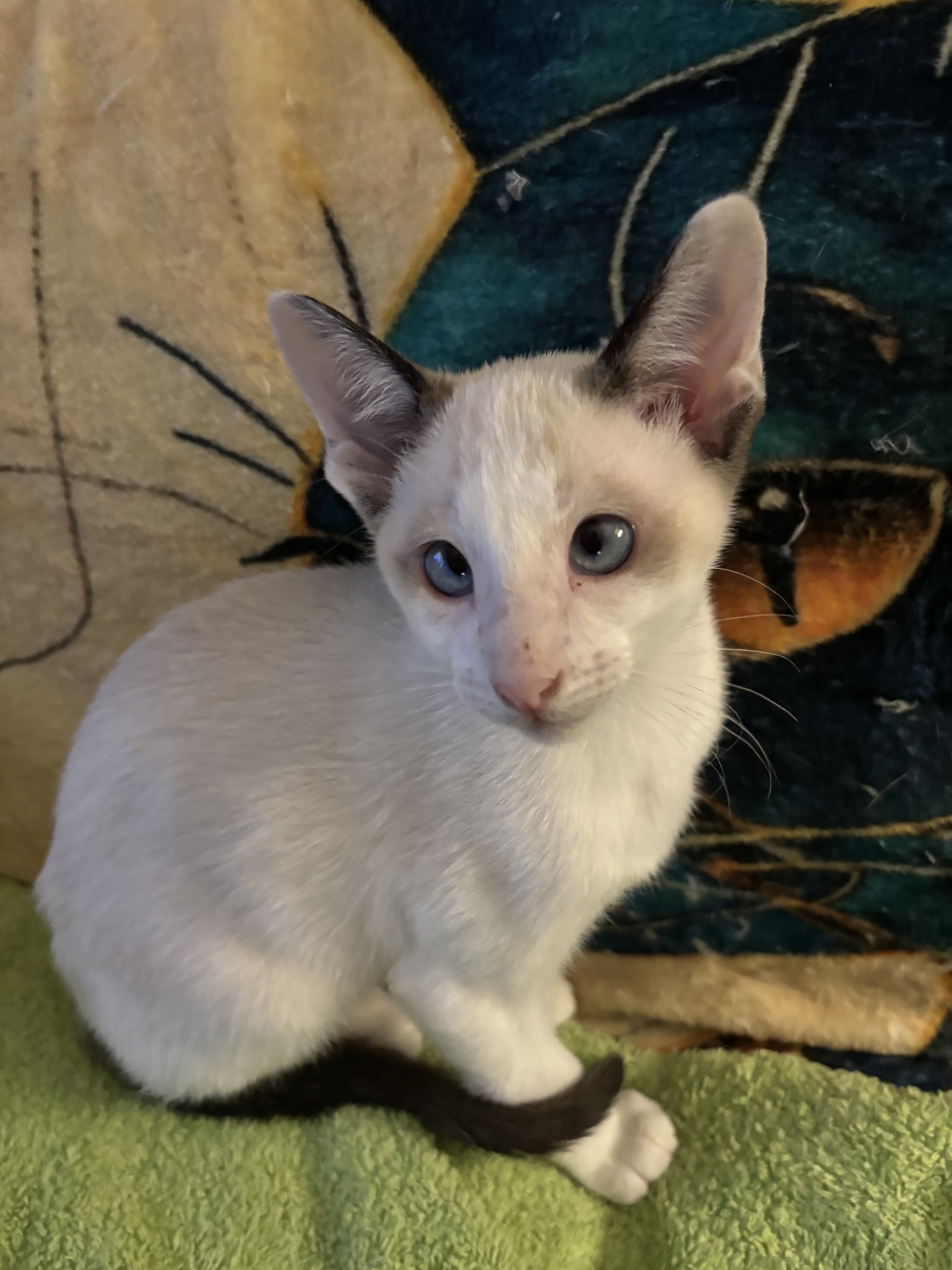 Harmony Grace Snowshoe Siamese image 4