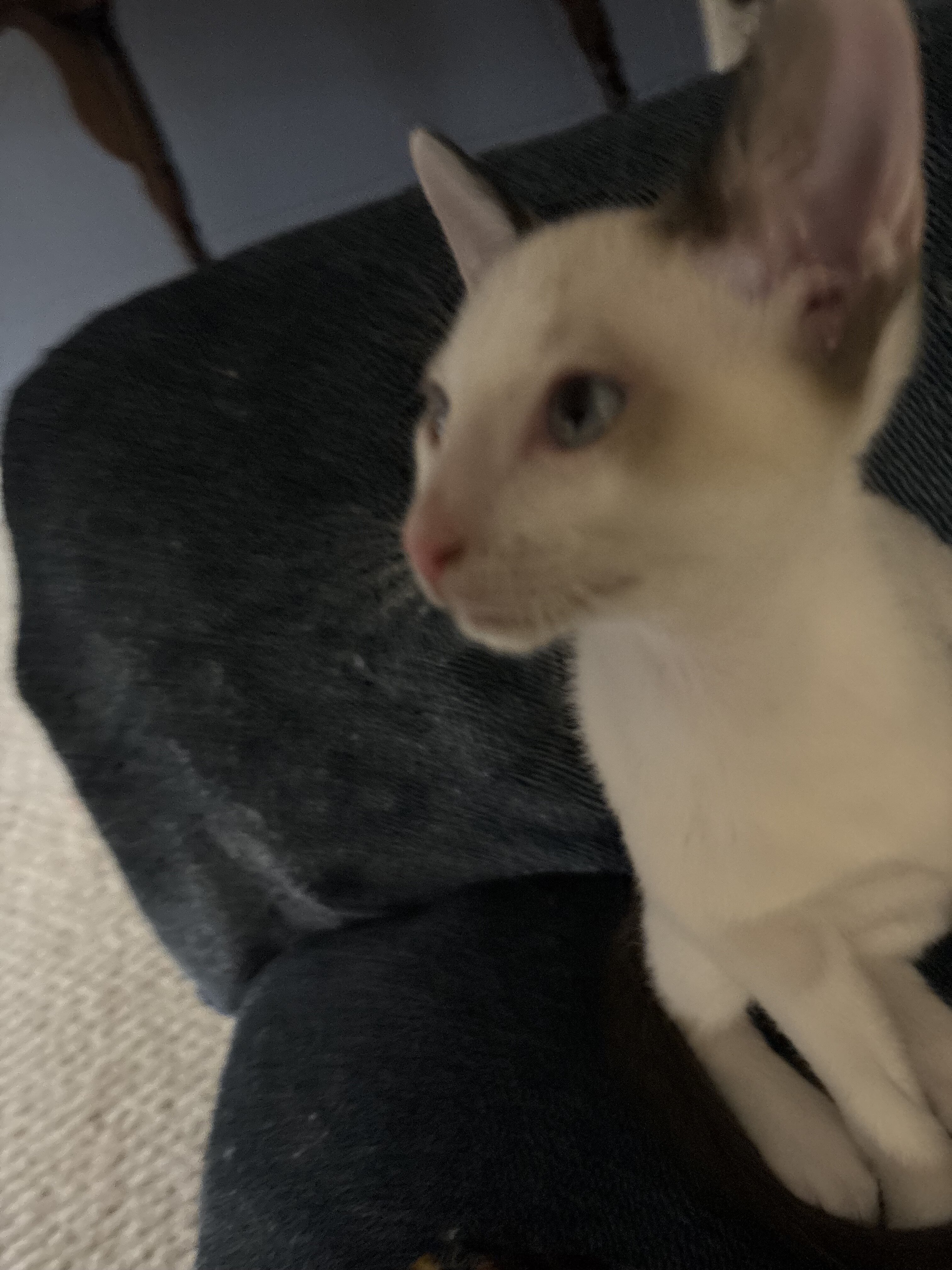 Harmony Grace Snowshoe Siamese image 3