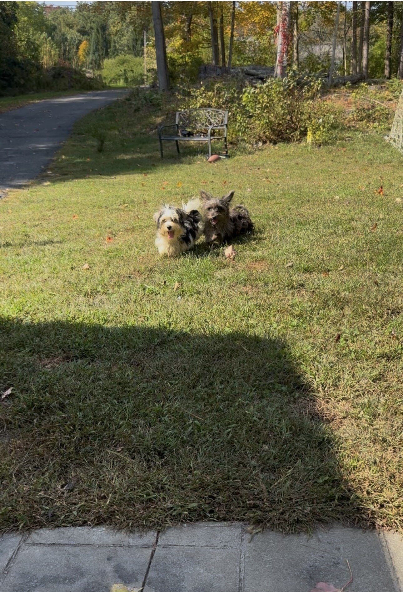 Yorkipoo girl image 1