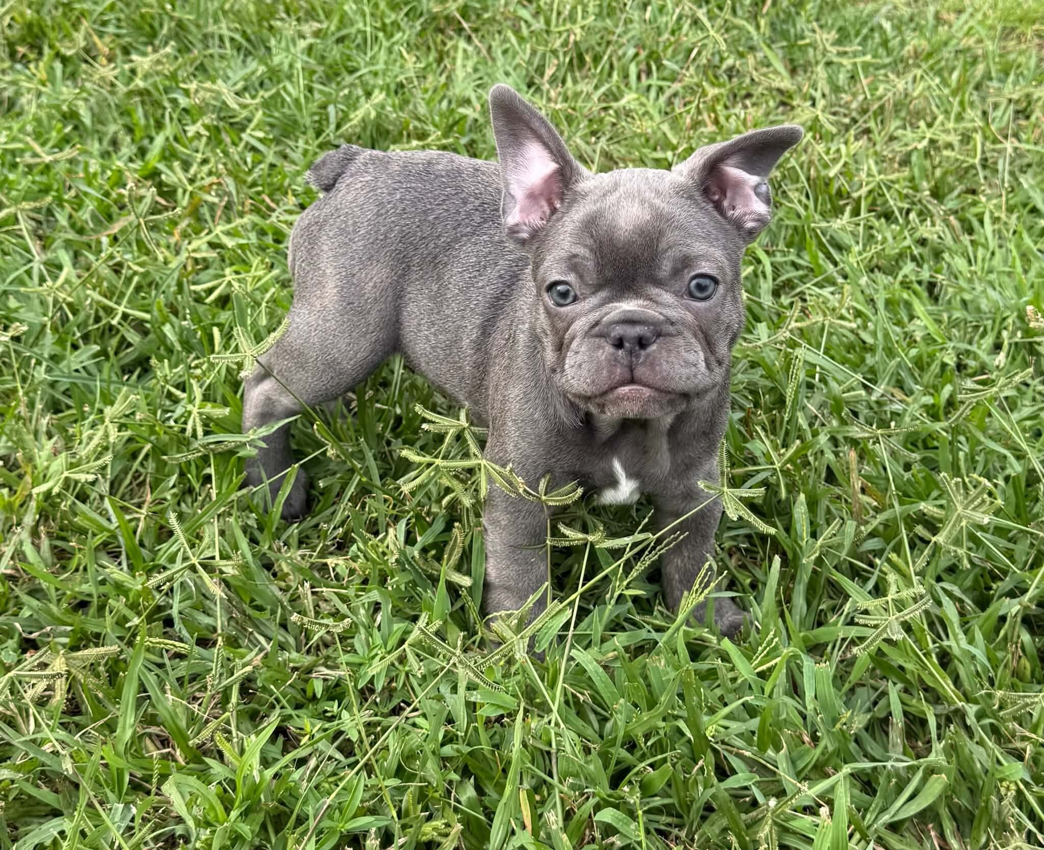 Male French Bull Dog - Snickers image 2