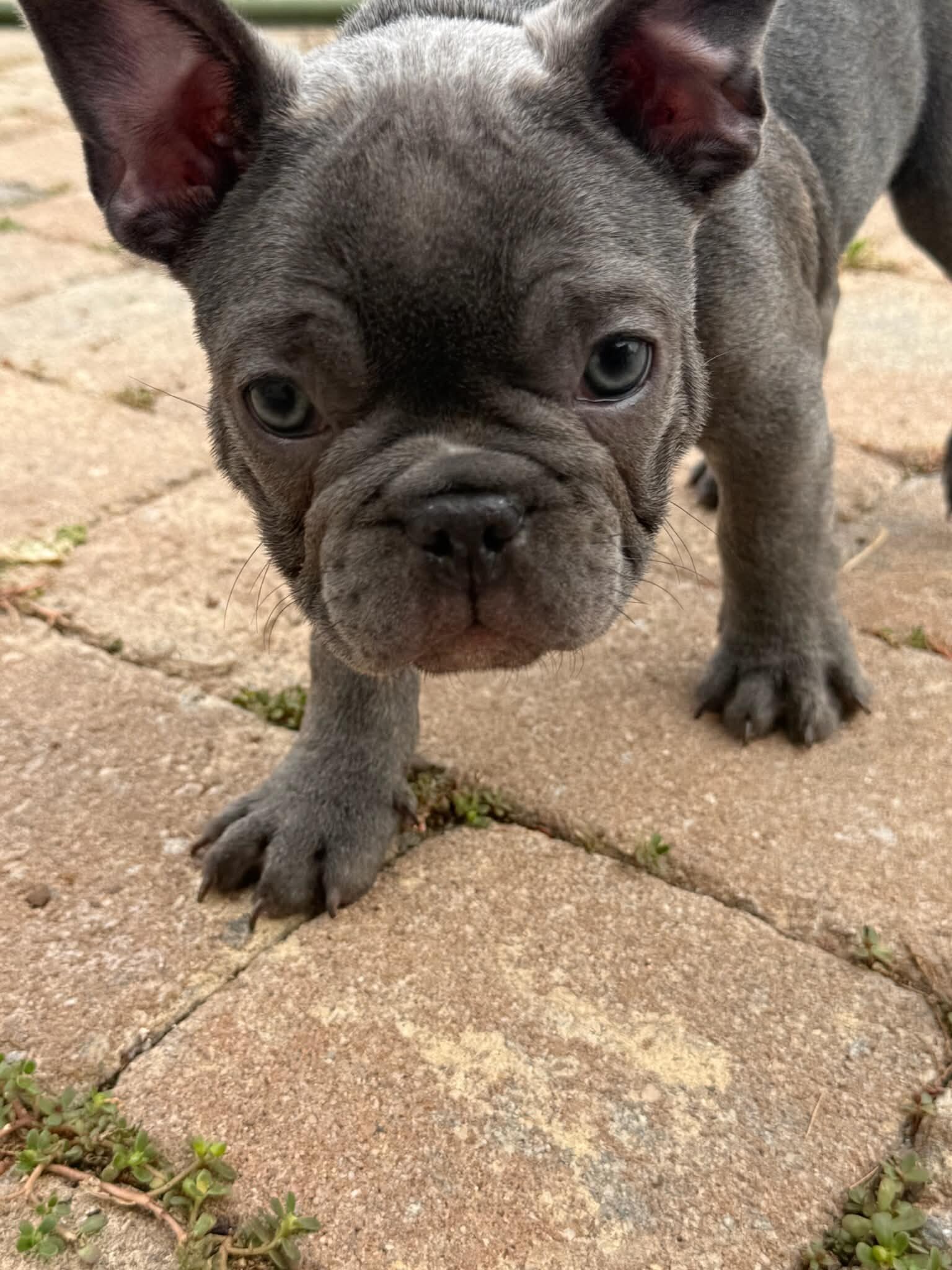 Male French Bull Dog - Snickers image 4