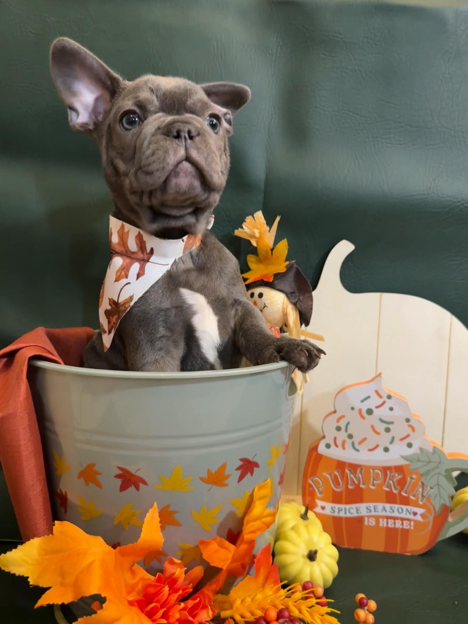 Male French Bull Dog - Snickers image 5