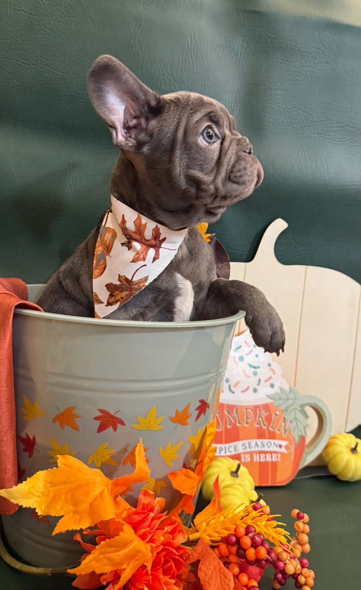Male French Bull Dog - Snickers image 6