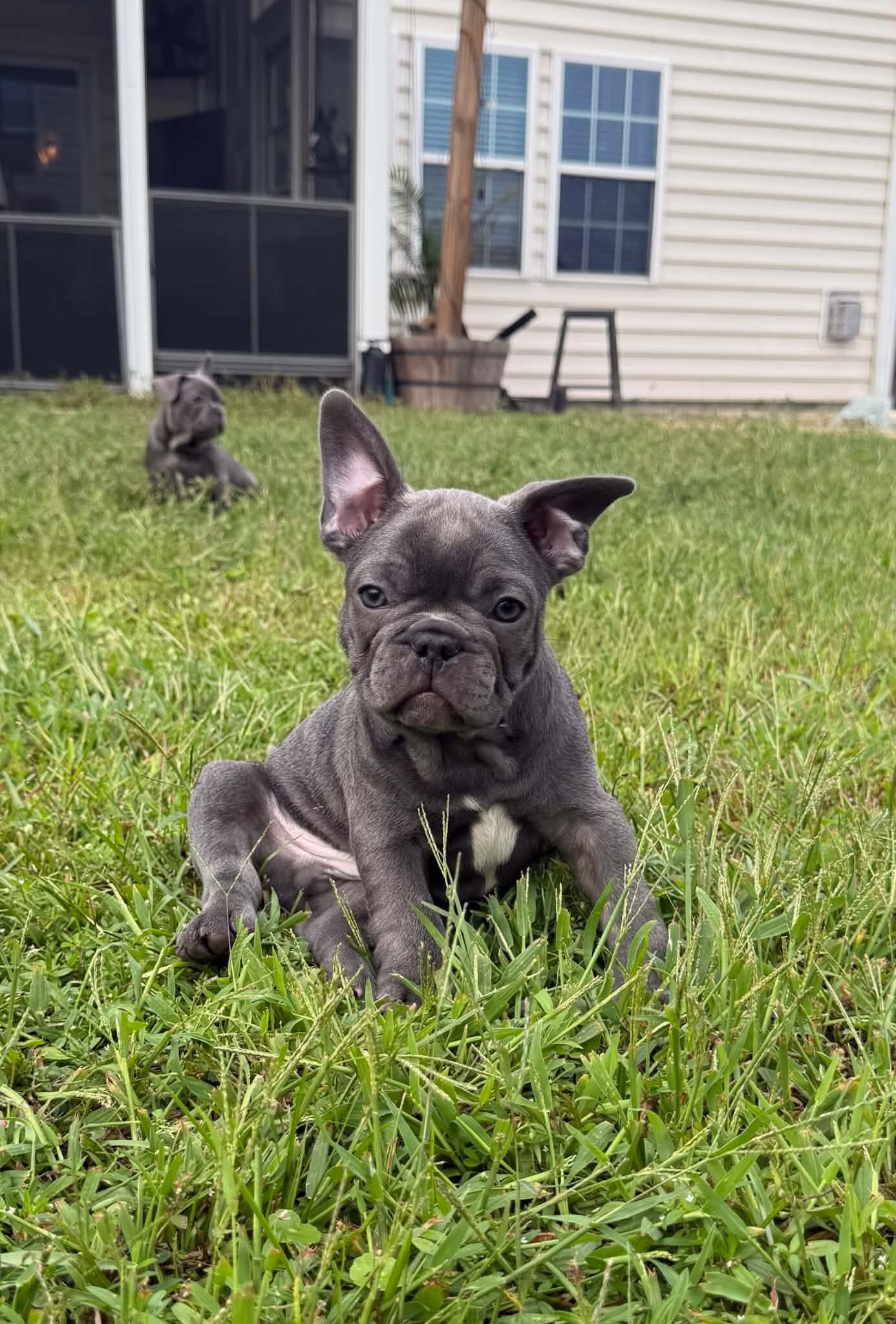 Male French Bull Dog - Snickers image 1
