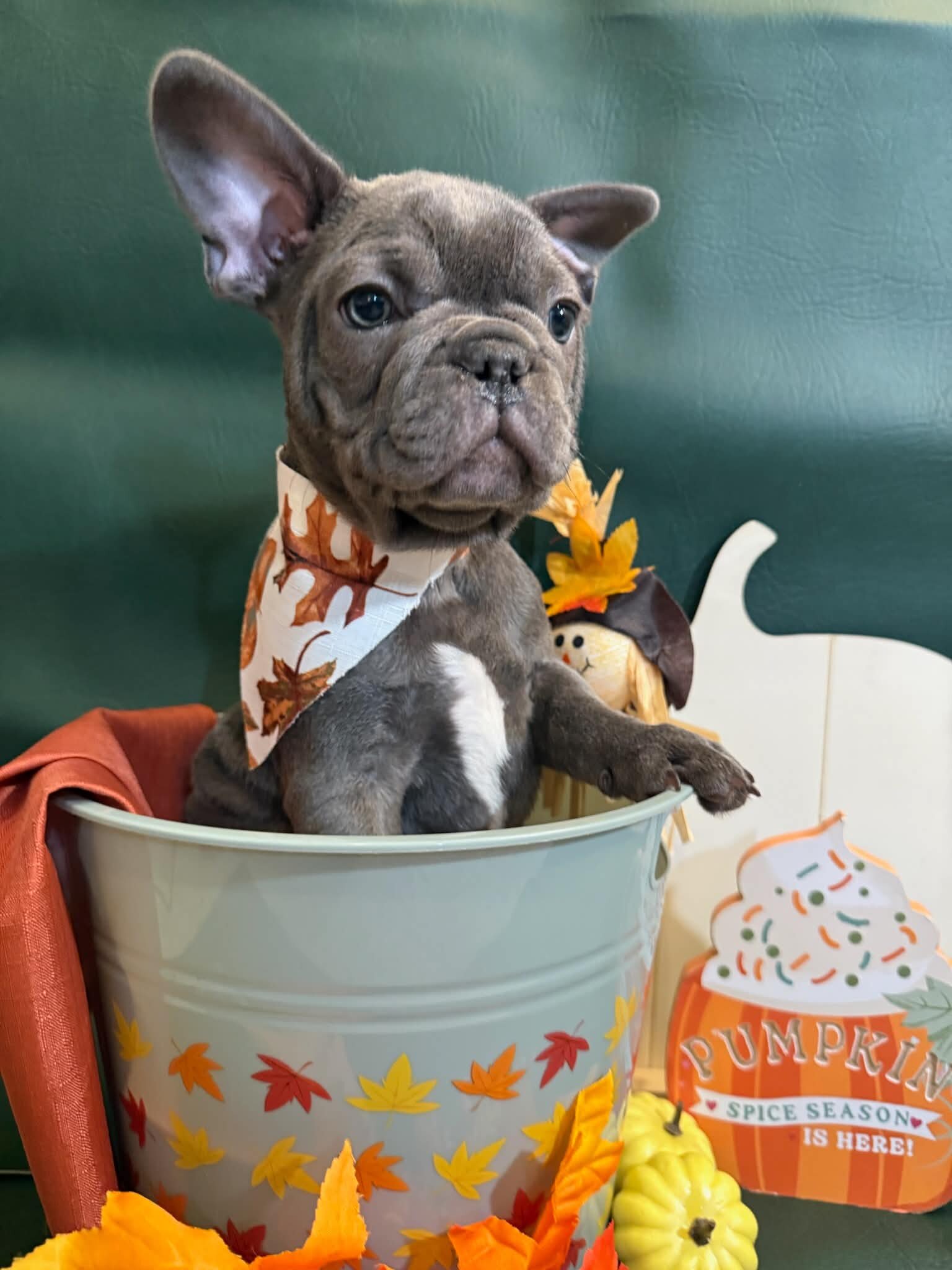 Male French Bull Dog - Snickers image 7