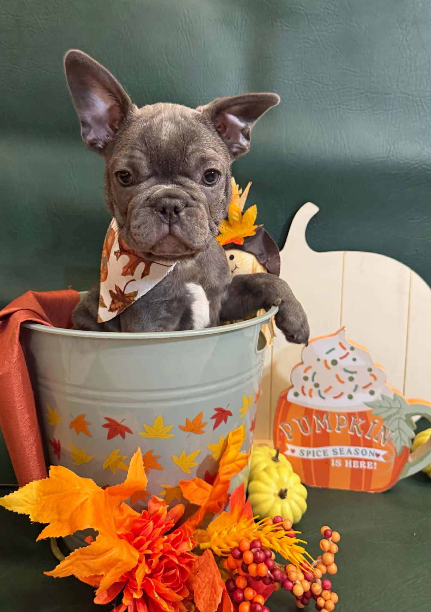 Male French Bull Dog - Snickers image 8