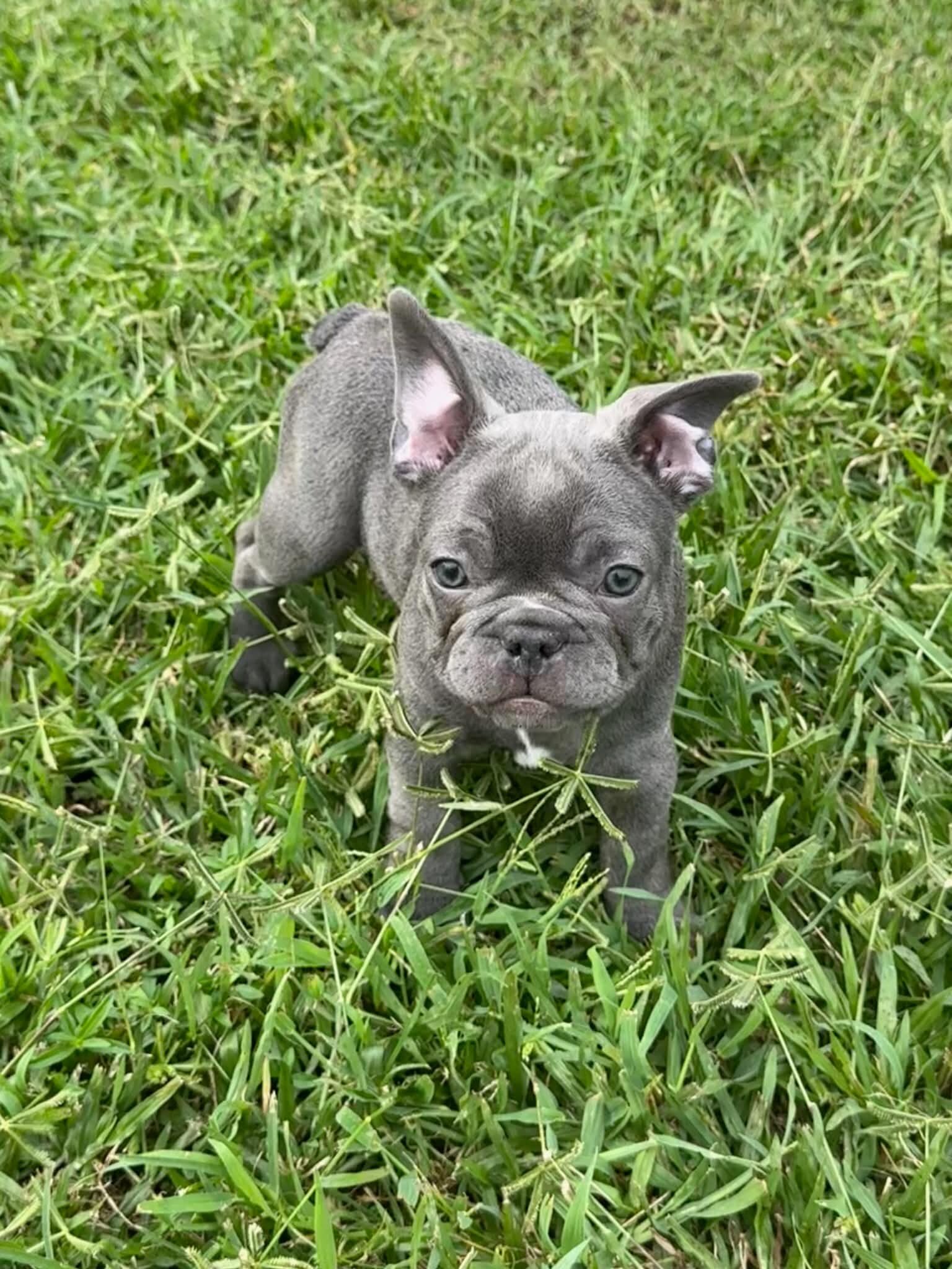 Male French Bull Dog - Snickers image 3