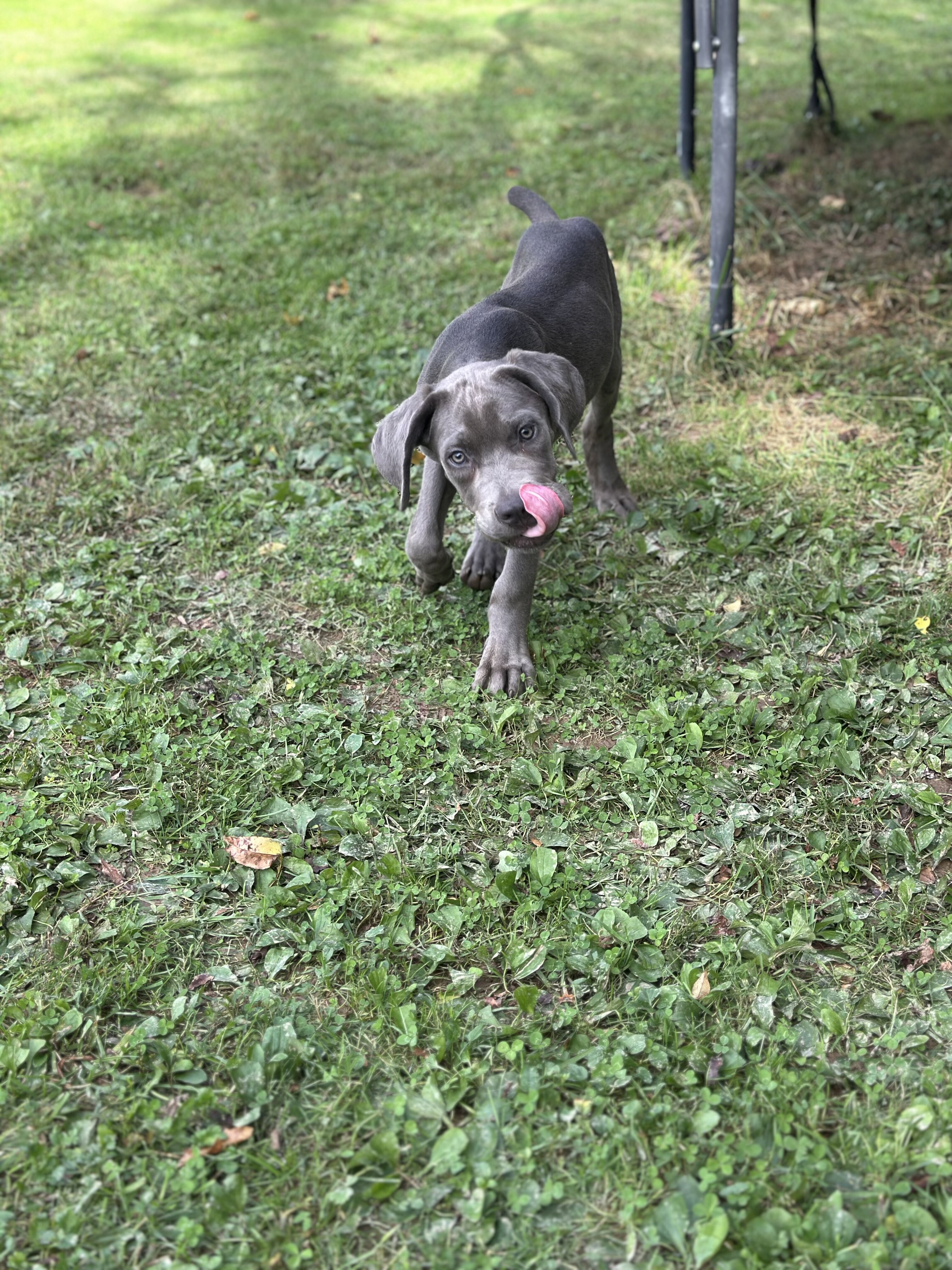Grey male Cane Corso Zues image 4