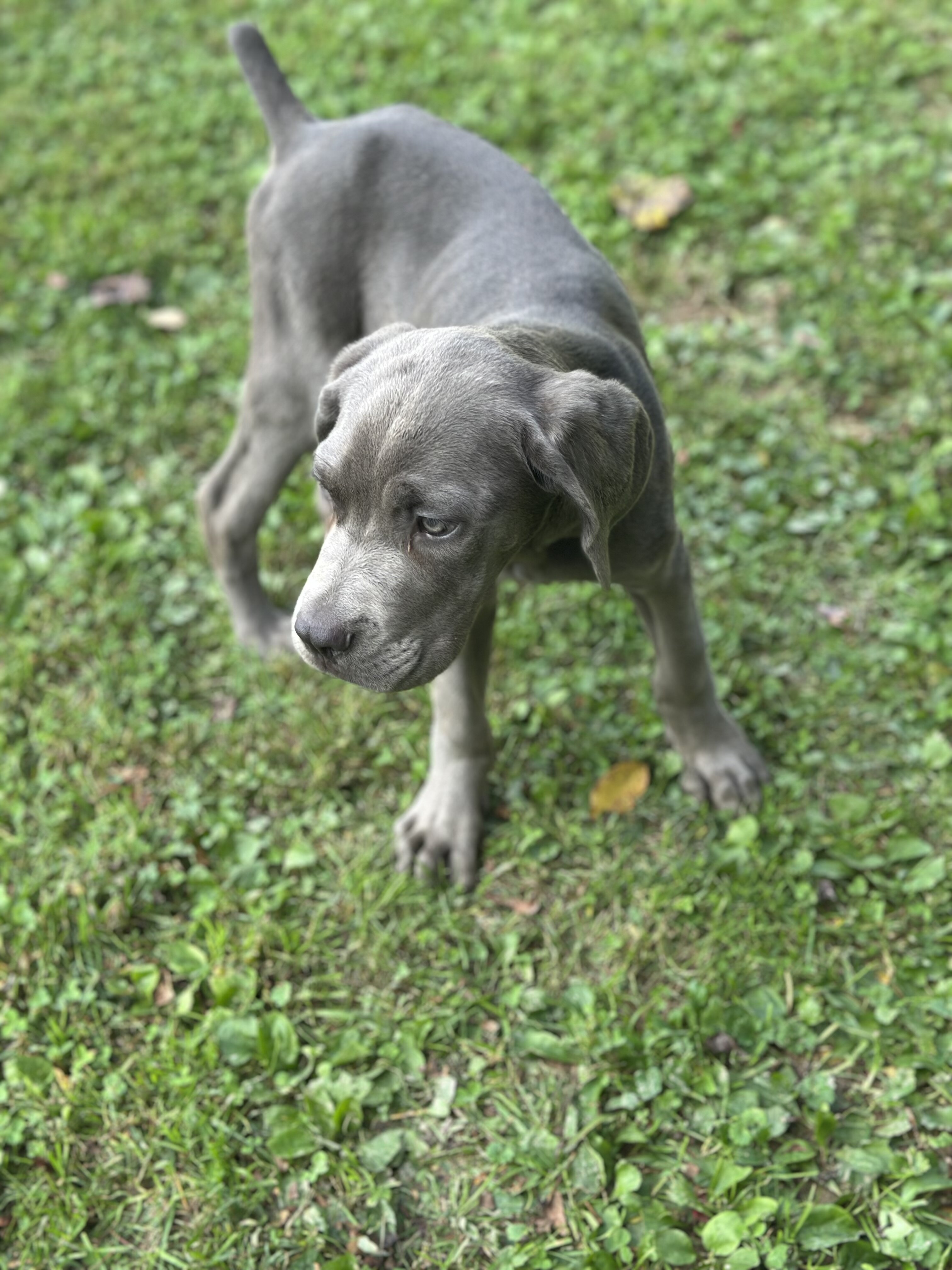 Grey male Cane Corso Zues image 2
