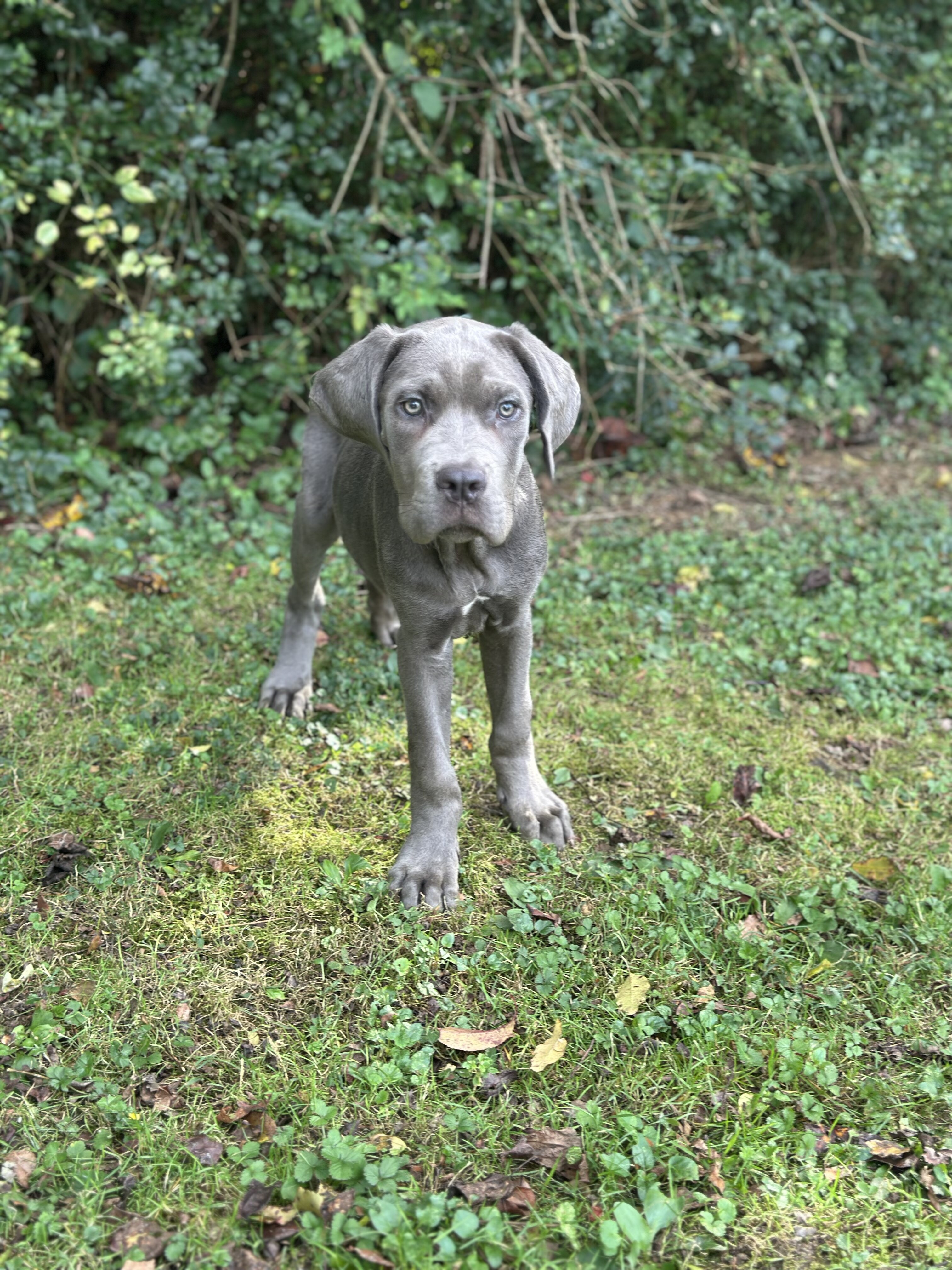 Grey male Cane Corso Zues image 1