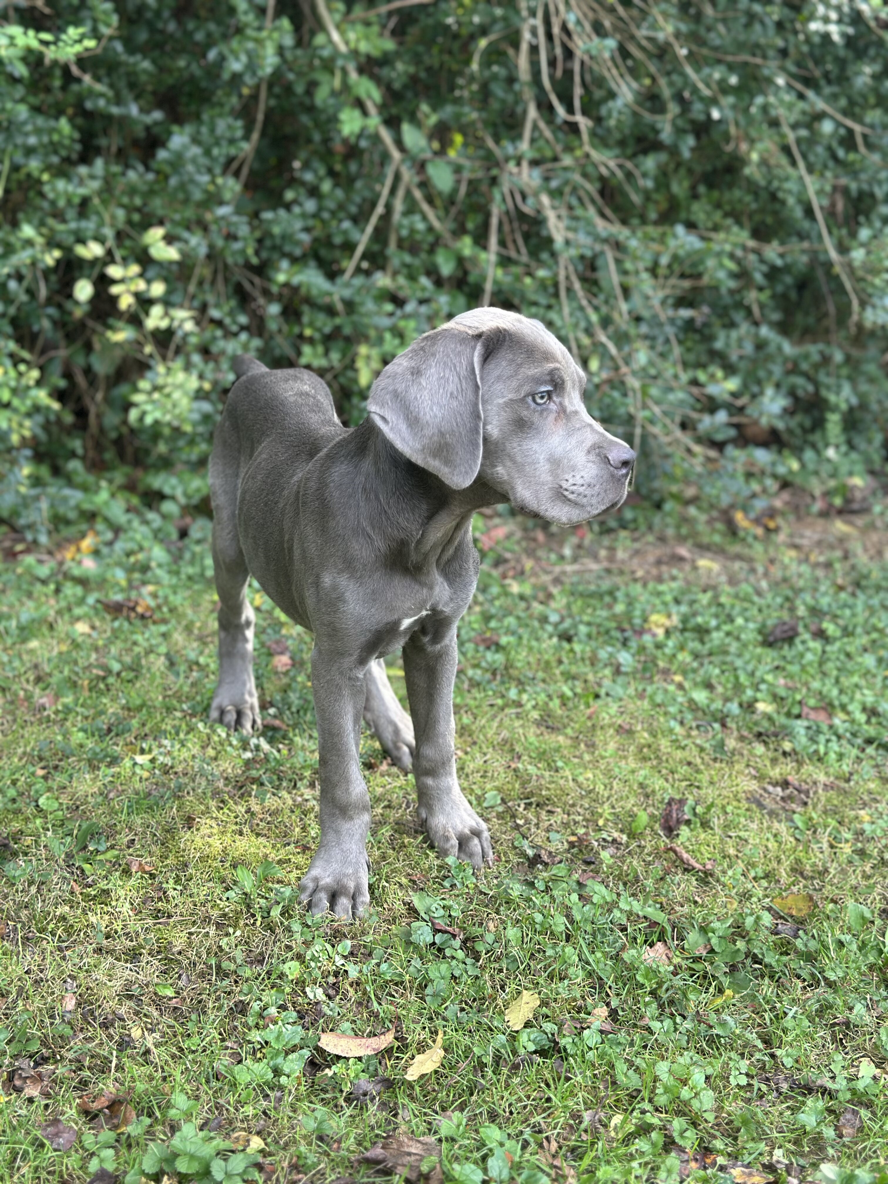 Grey male Cane Corso Zues image 3
