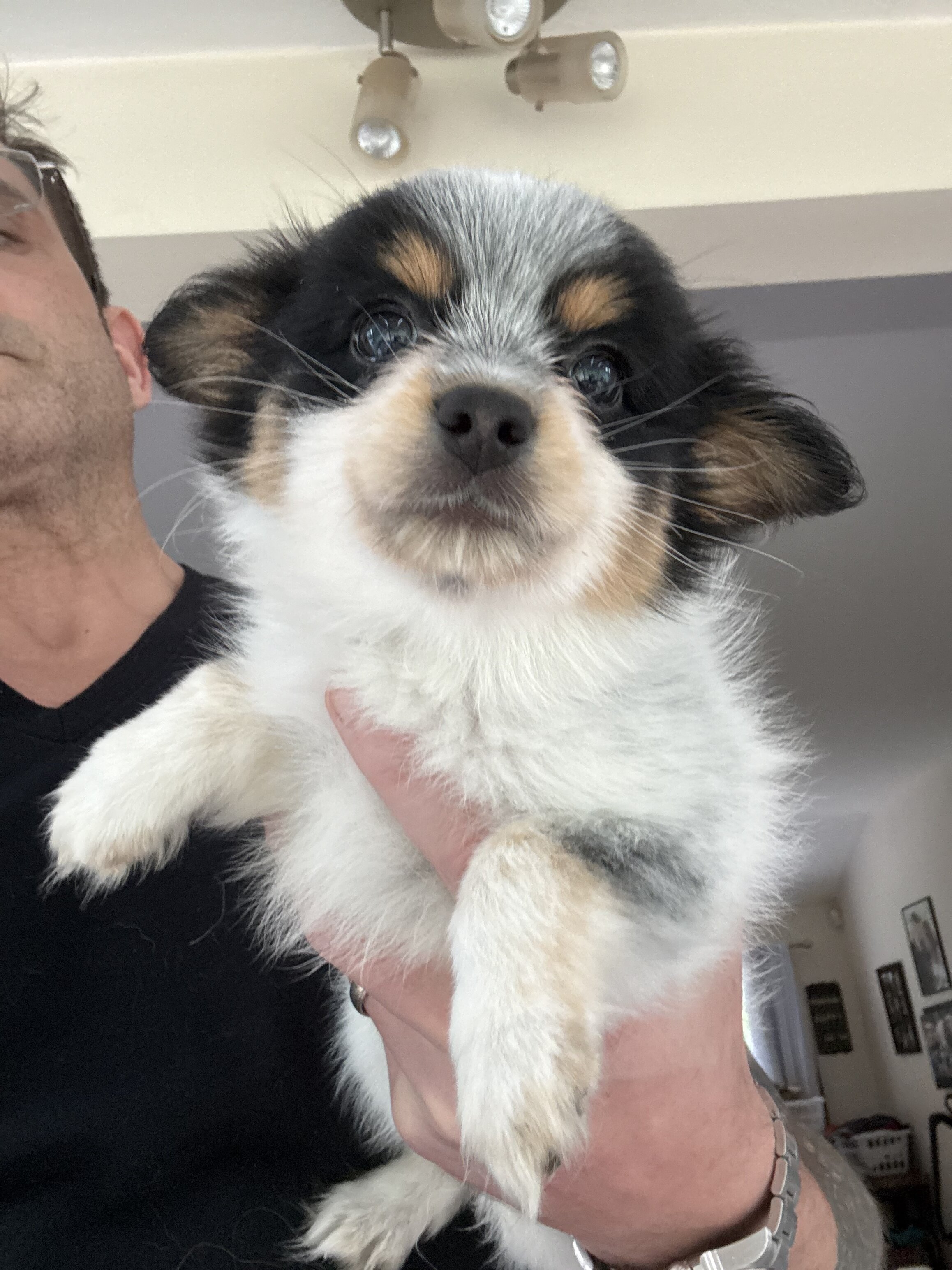 Papillion Puppies One Male One Female image 2