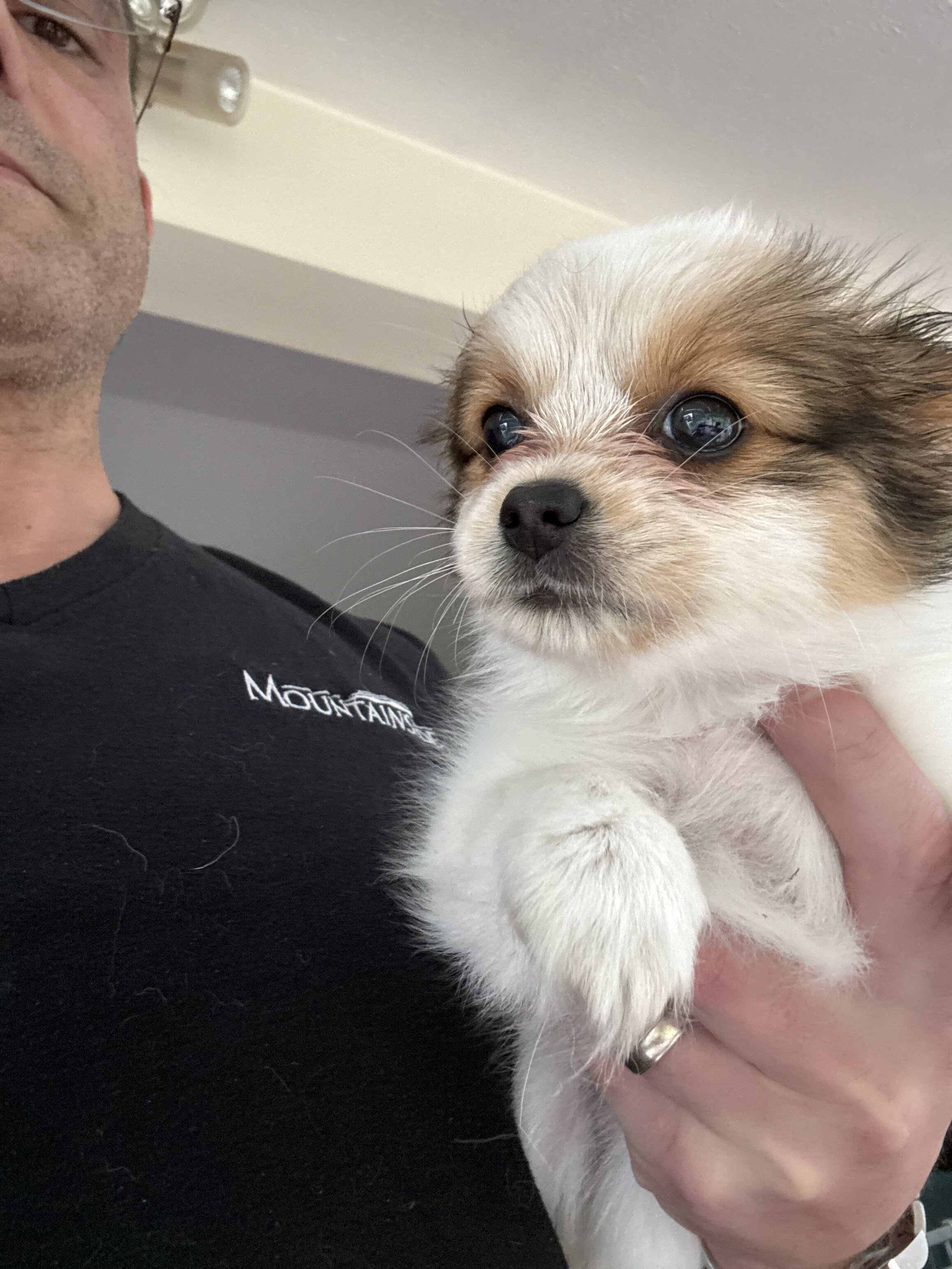 Papillion Puppies One Male One Female image 1