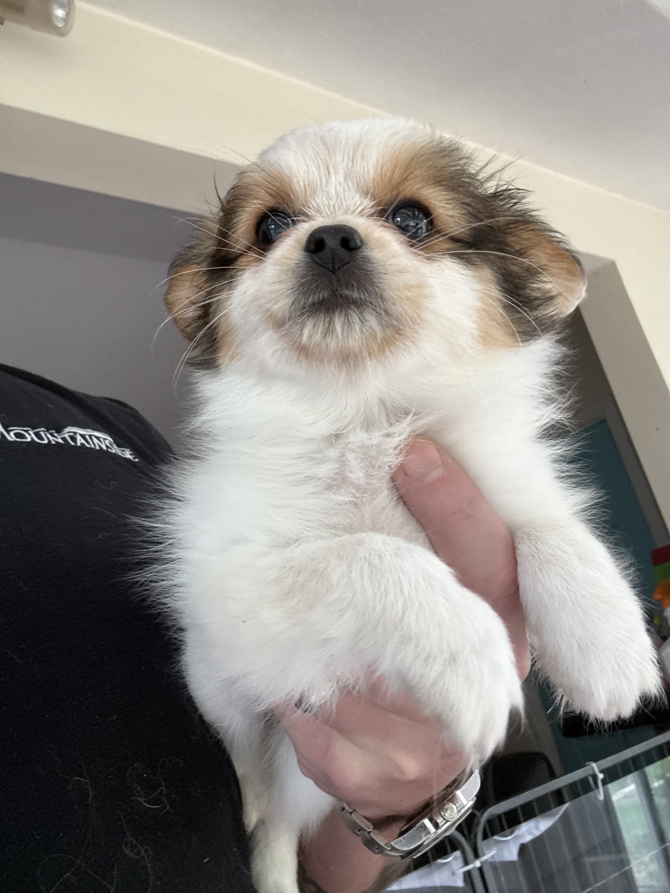 Papillion Puppies One Male One Female image 3