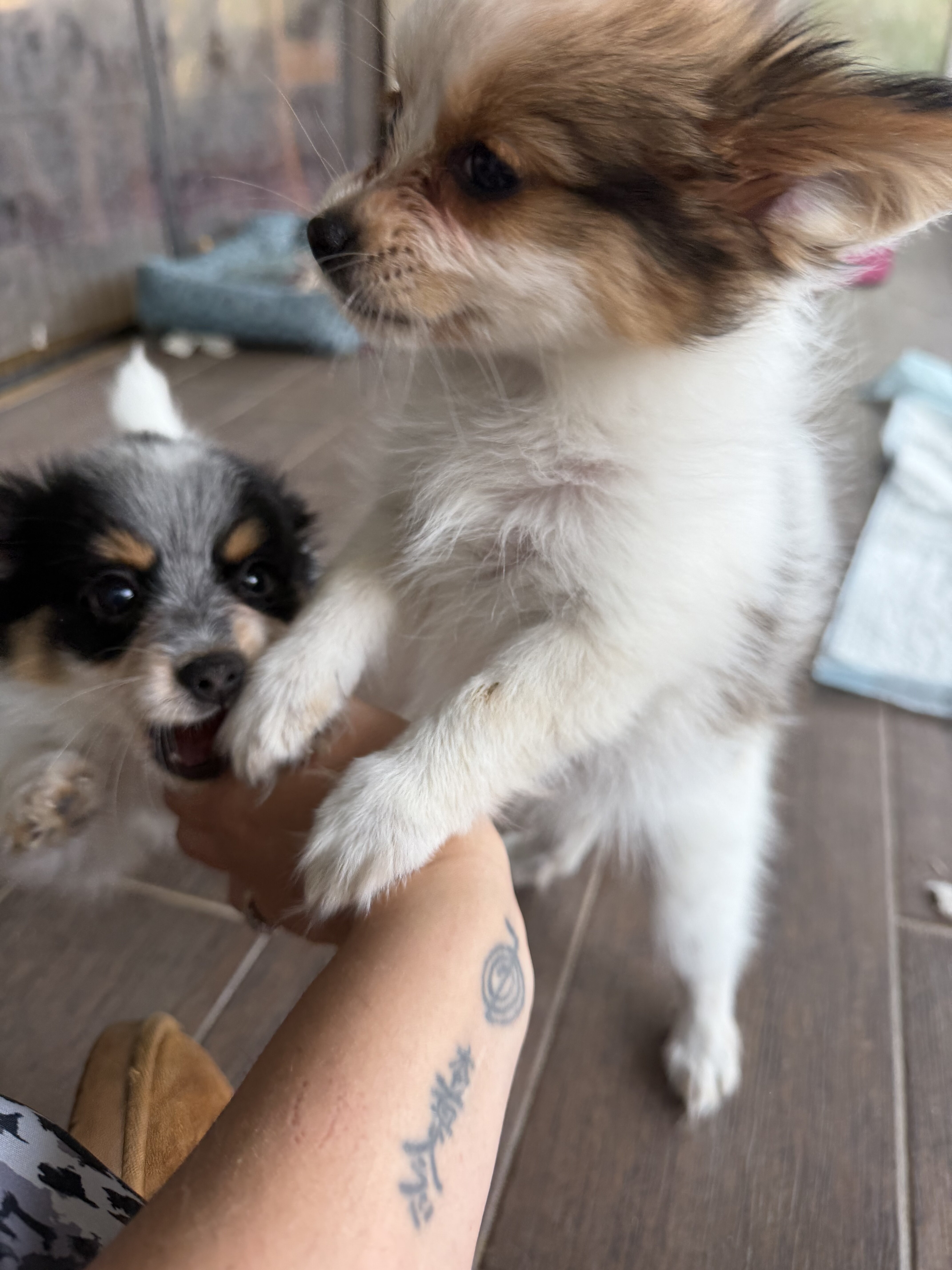 Papillion Puppies One Male One Female image 7