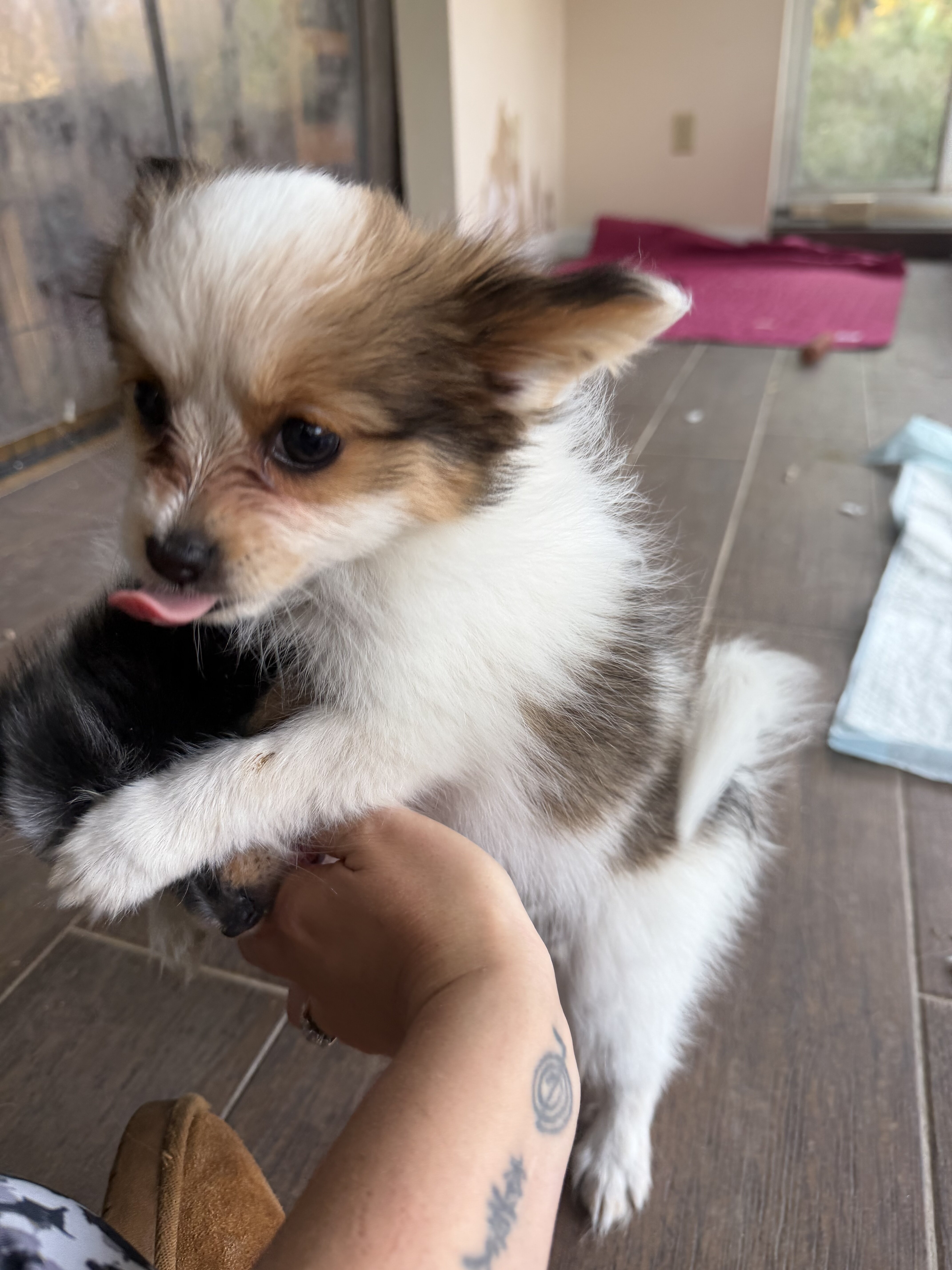 Papillion Puppies One Male One Female image 6
