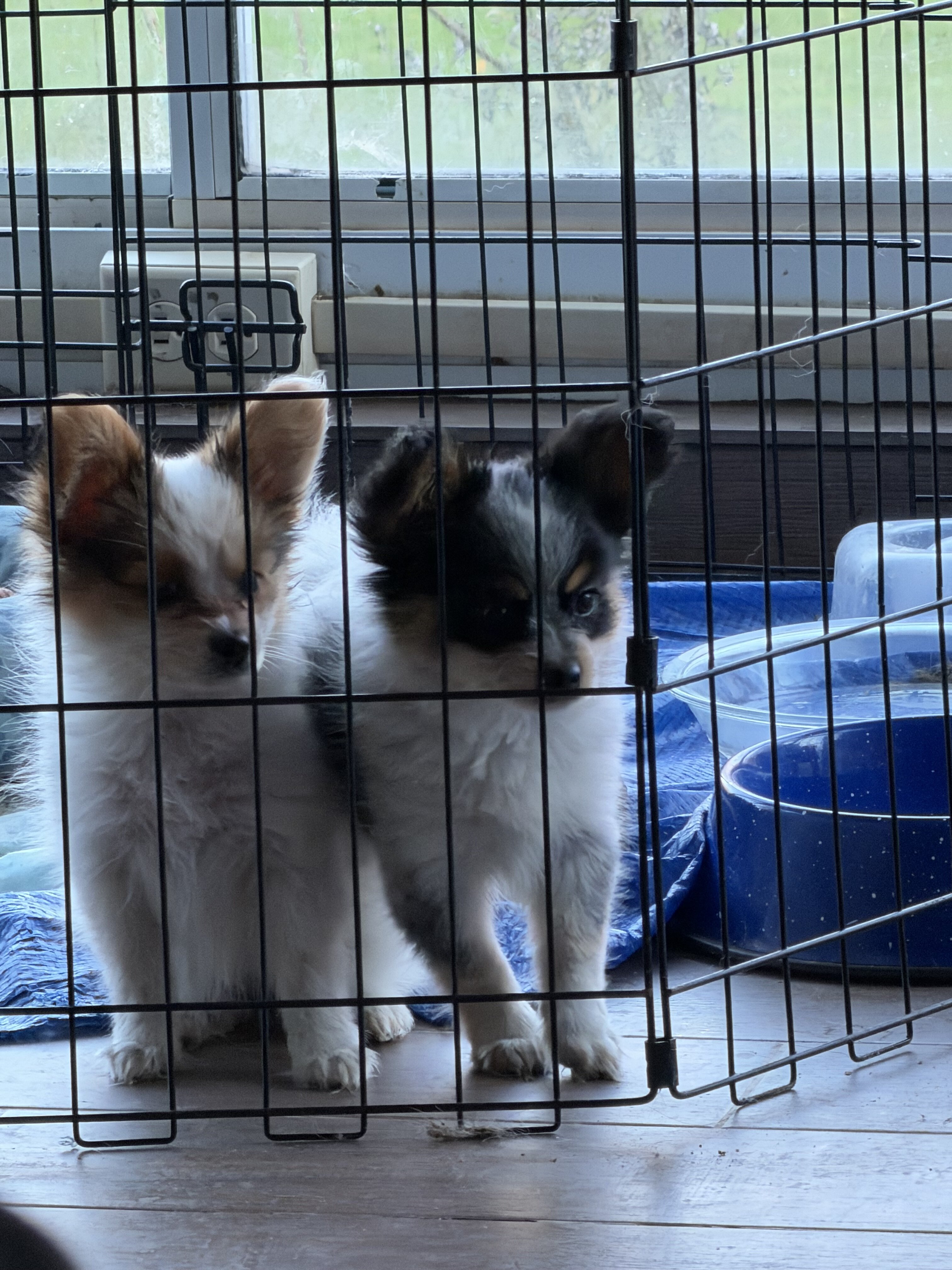 Papillion Puppies One Male One Female image 8