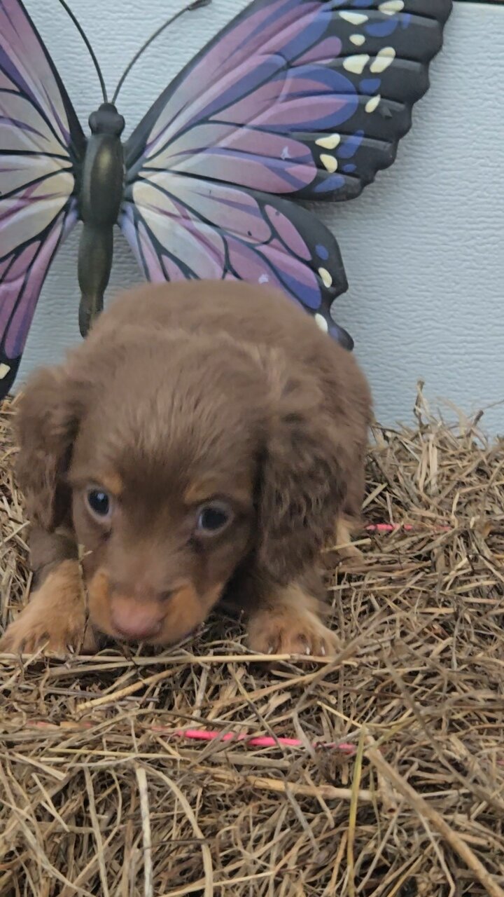 Miniature Dachshund image 6
