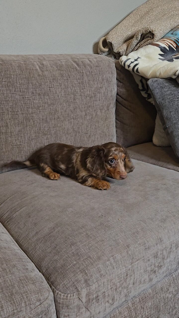 Miniature Dachshund image 5