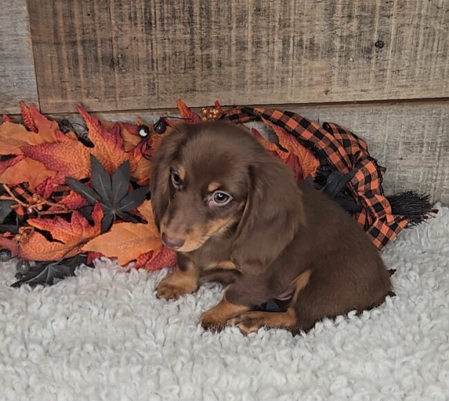 Miniature Dachshund image 1