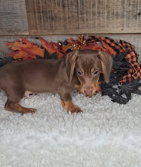Miniature Dachshund image 7