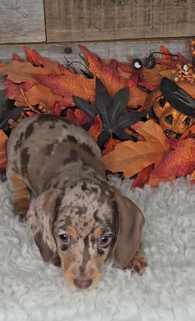 Miniature Dachshund image 8