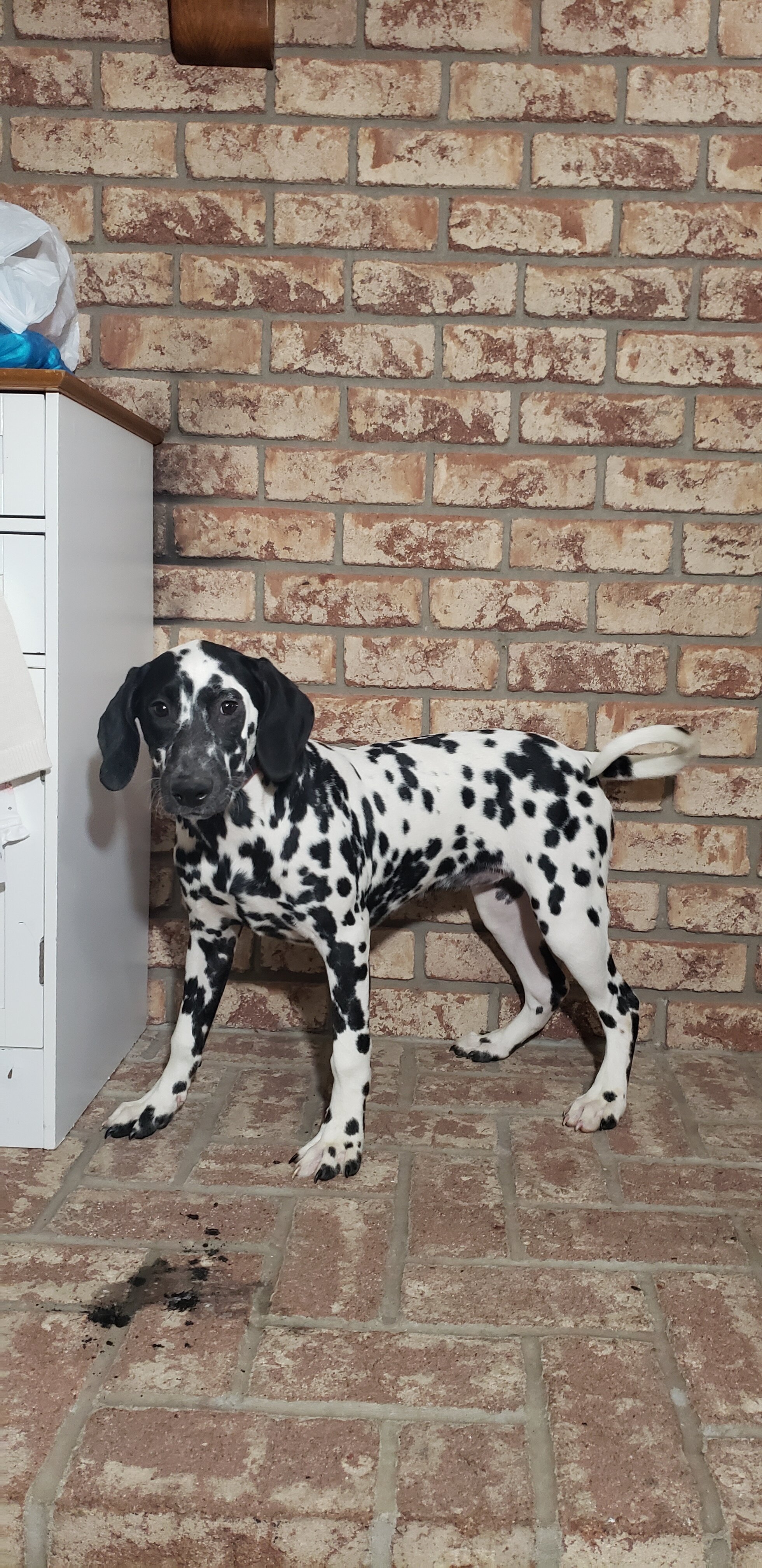 Spot Female AKC Dalmatian image 3