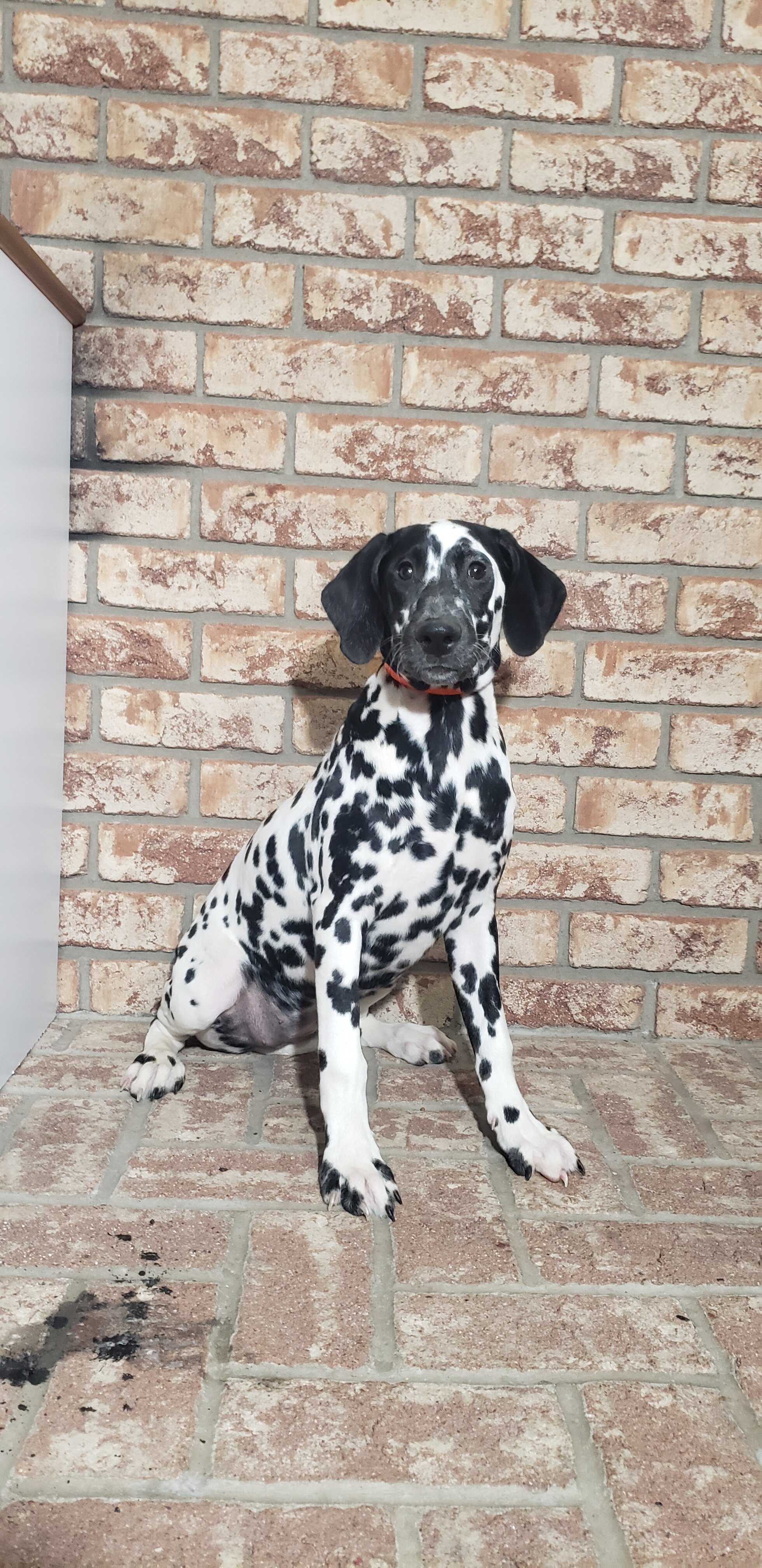 Spot Female AKC Dalmatian image 4