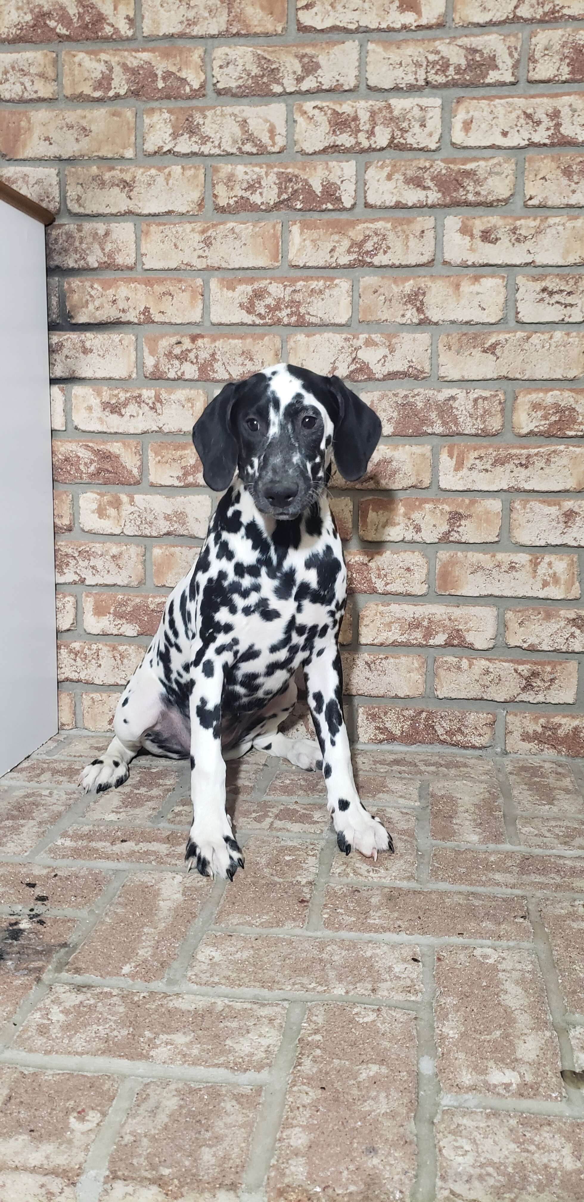 Spot Female AKC Dalmatian image 5