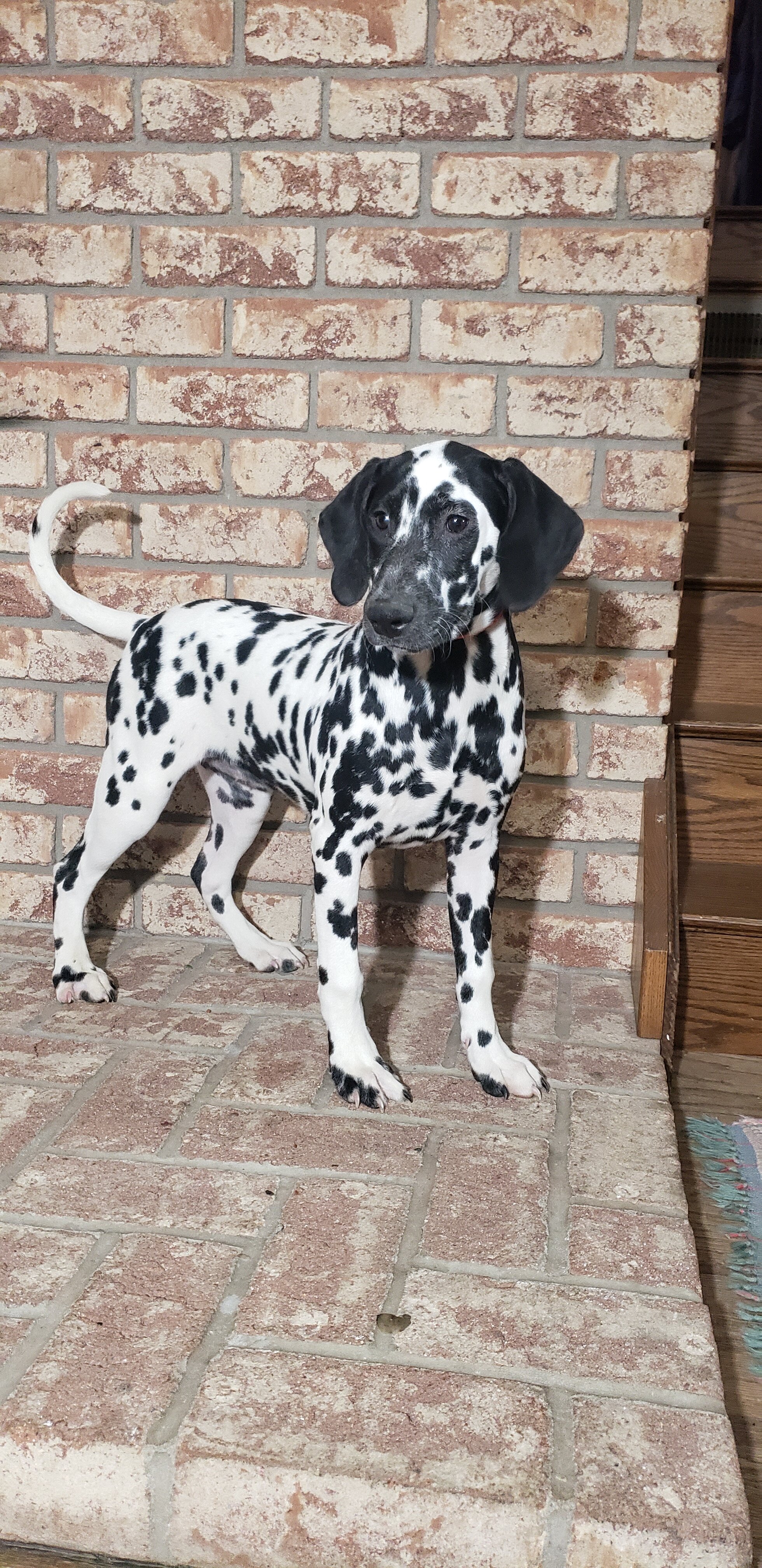 Spot Female AKC Dalmatian image 6