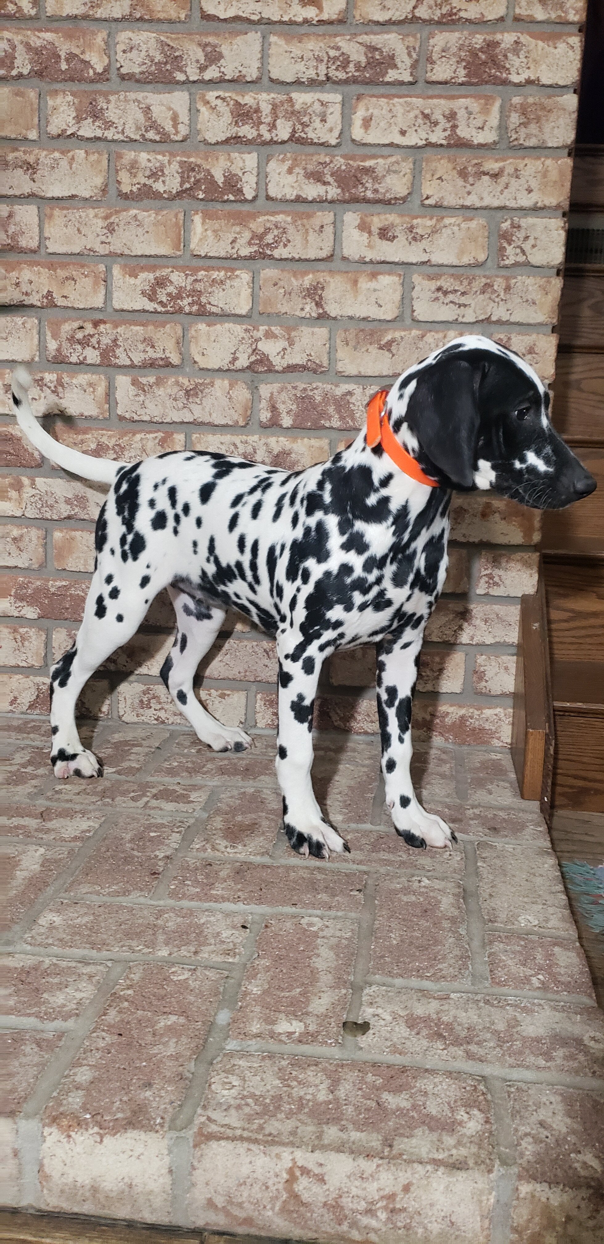 Spot Female AKC Dalmatian image 2